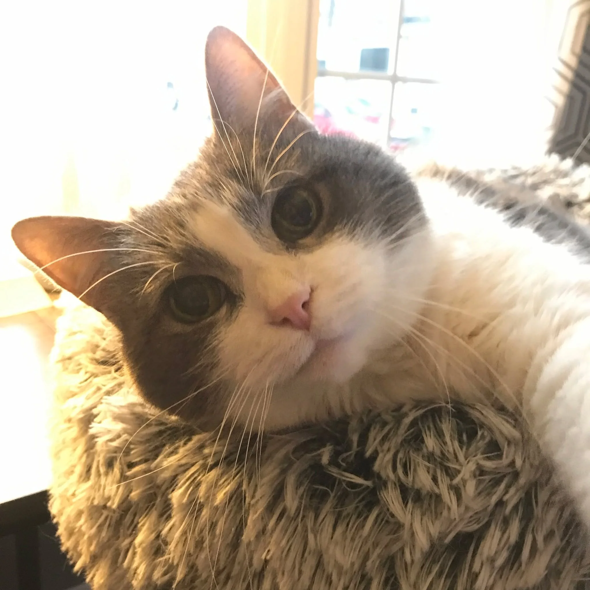 That moment when your pet realizes it&rsquo;s Monday&hellip;
&hellip;and still expects the same level of service. 🐶🐱😆

Anyone else being managed by a very demanding animal today? 

📷: Pic of Tiny Cat Misty demanding attn while taking up space on 