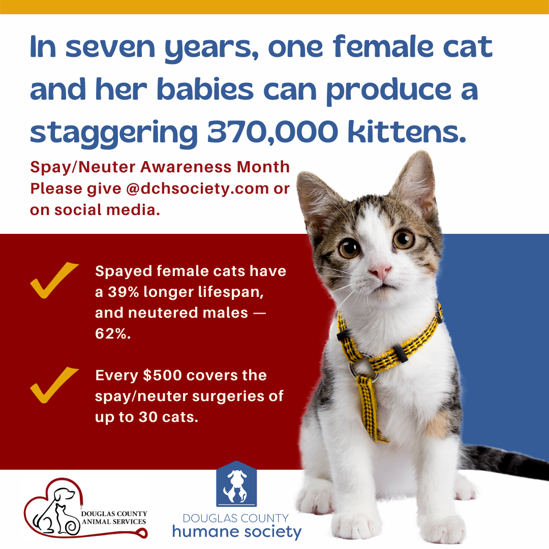 Dog Spay Average Cost Of Neutering A Male Cat Surgery Cost To Fix