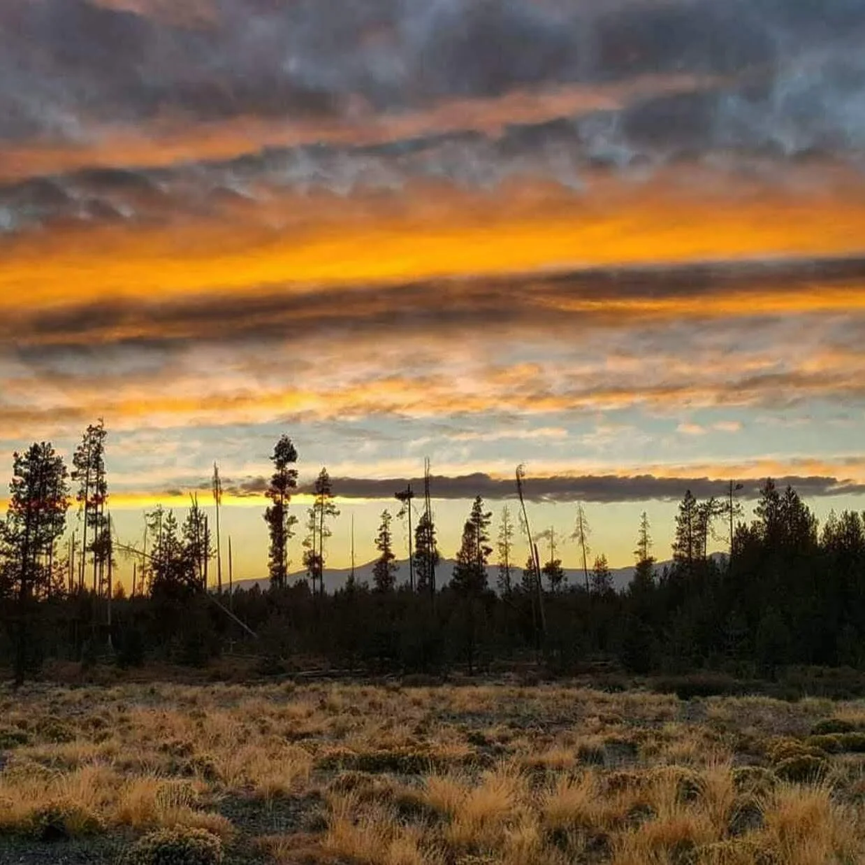 Patient Advocate/Psychiatric Mental Health Nurse Consultant