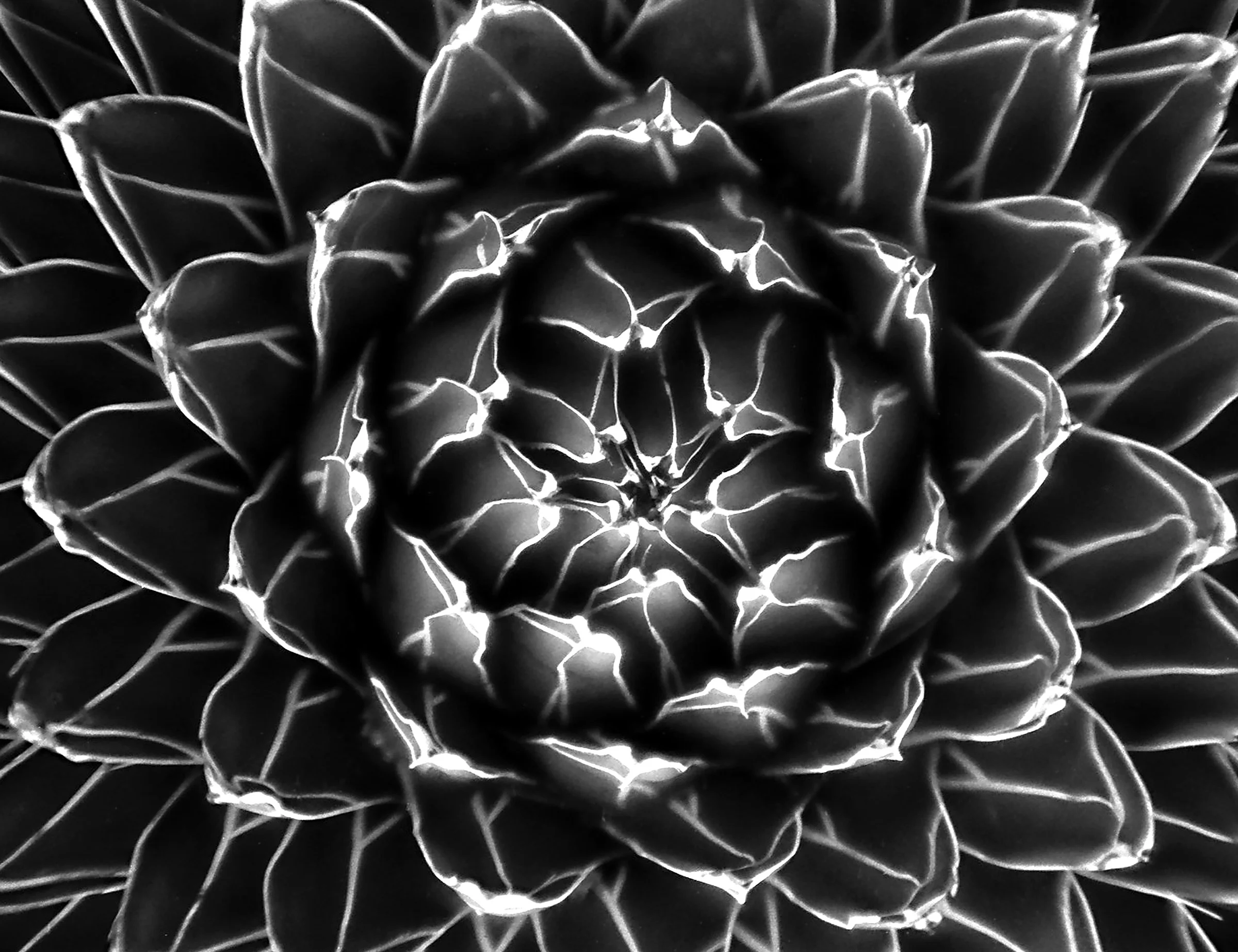 Smith-Briant1 (1).jpg