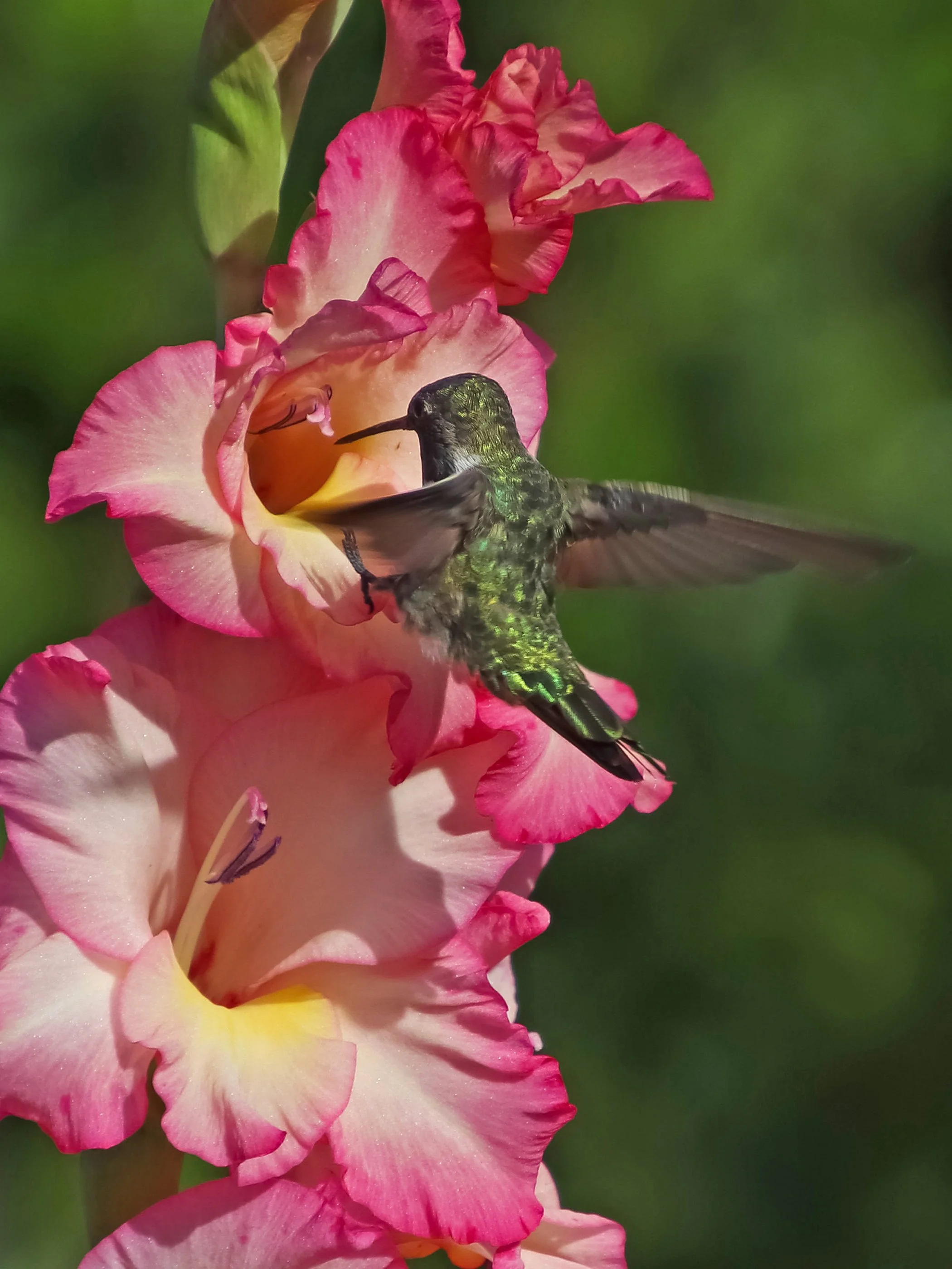 ecton-michael1 (1).jpg