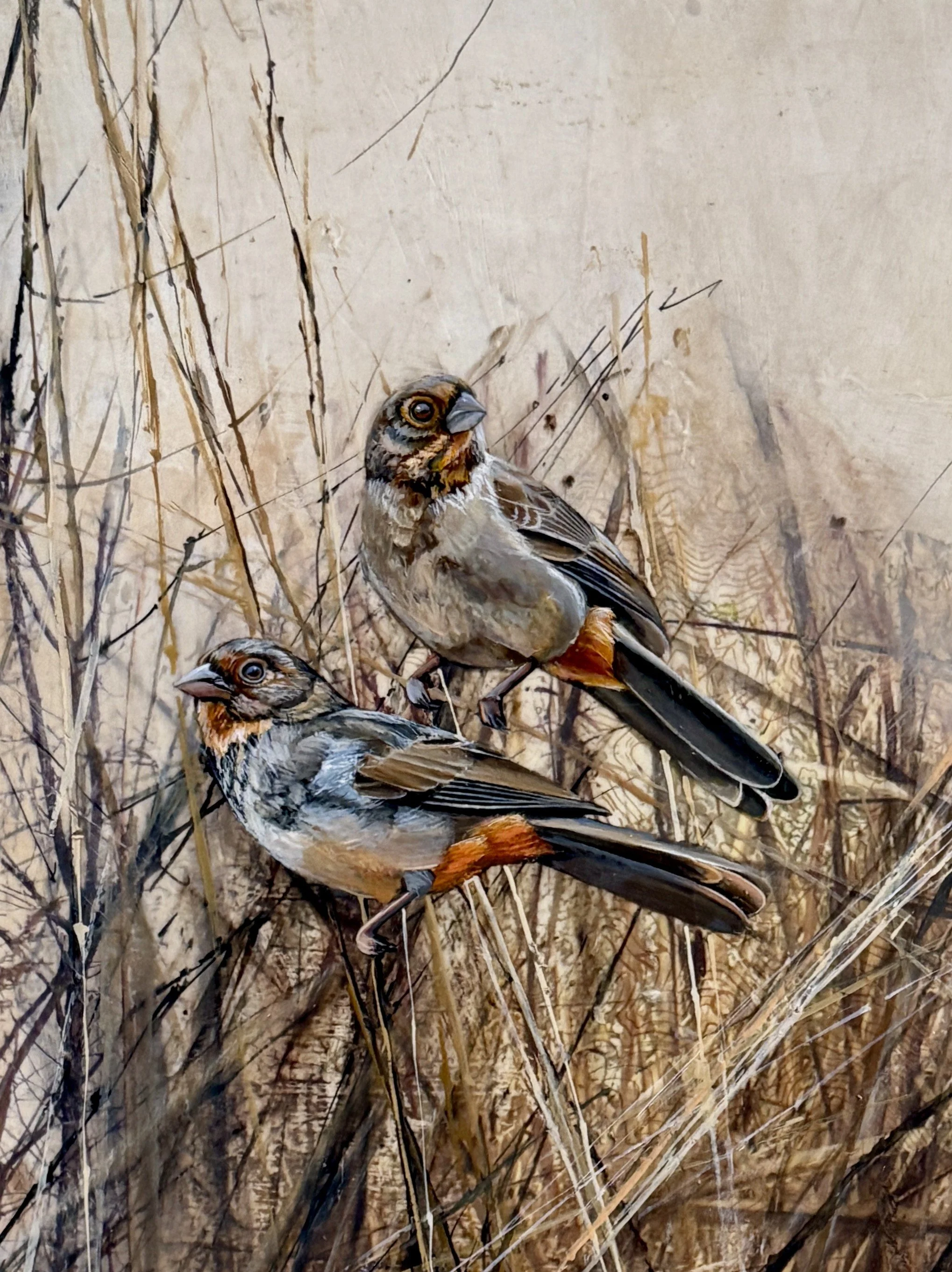 Majumdar-Diana-1.jpg