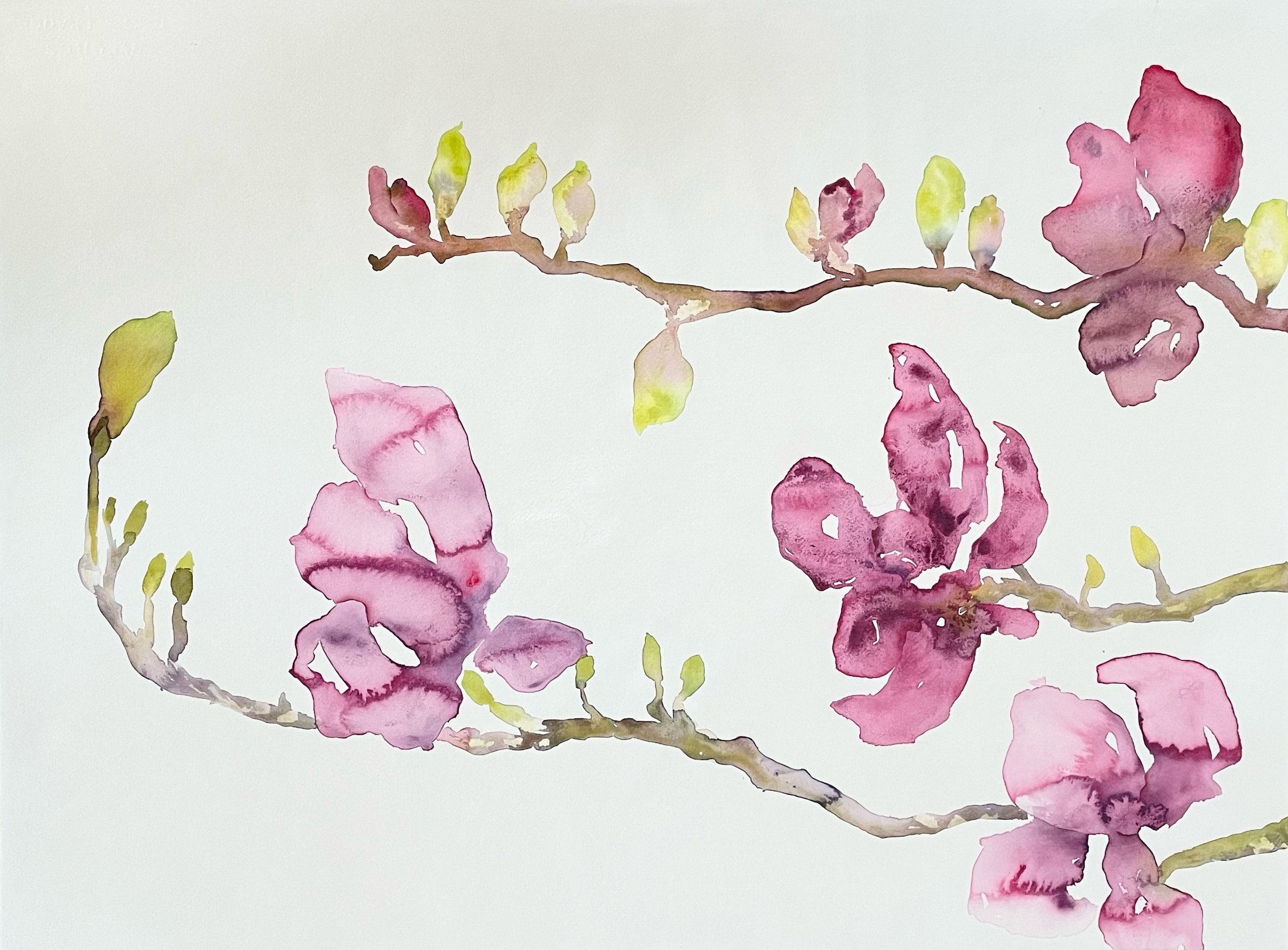 Magnolia Blooms.jpg