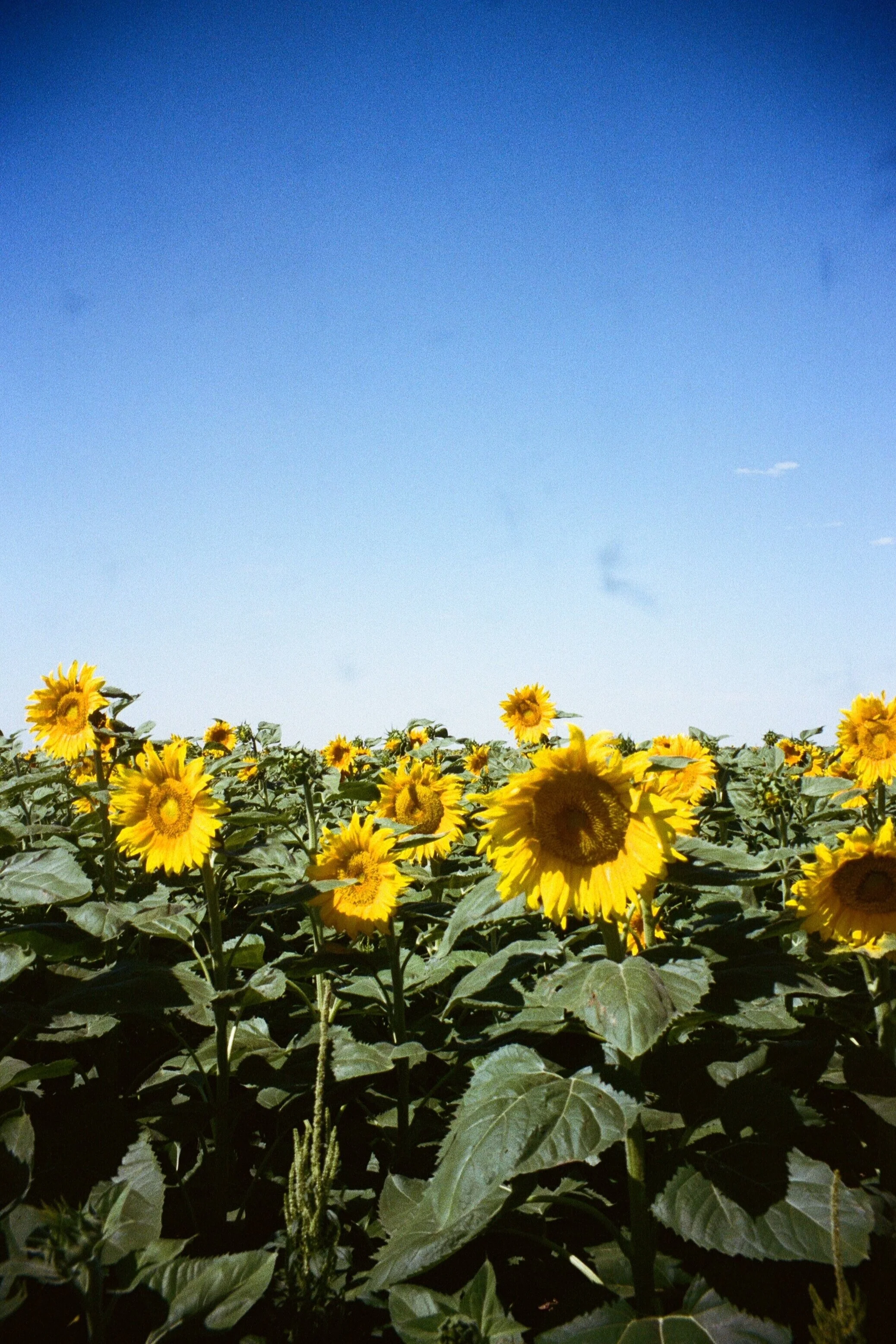 Hereford, Texas
