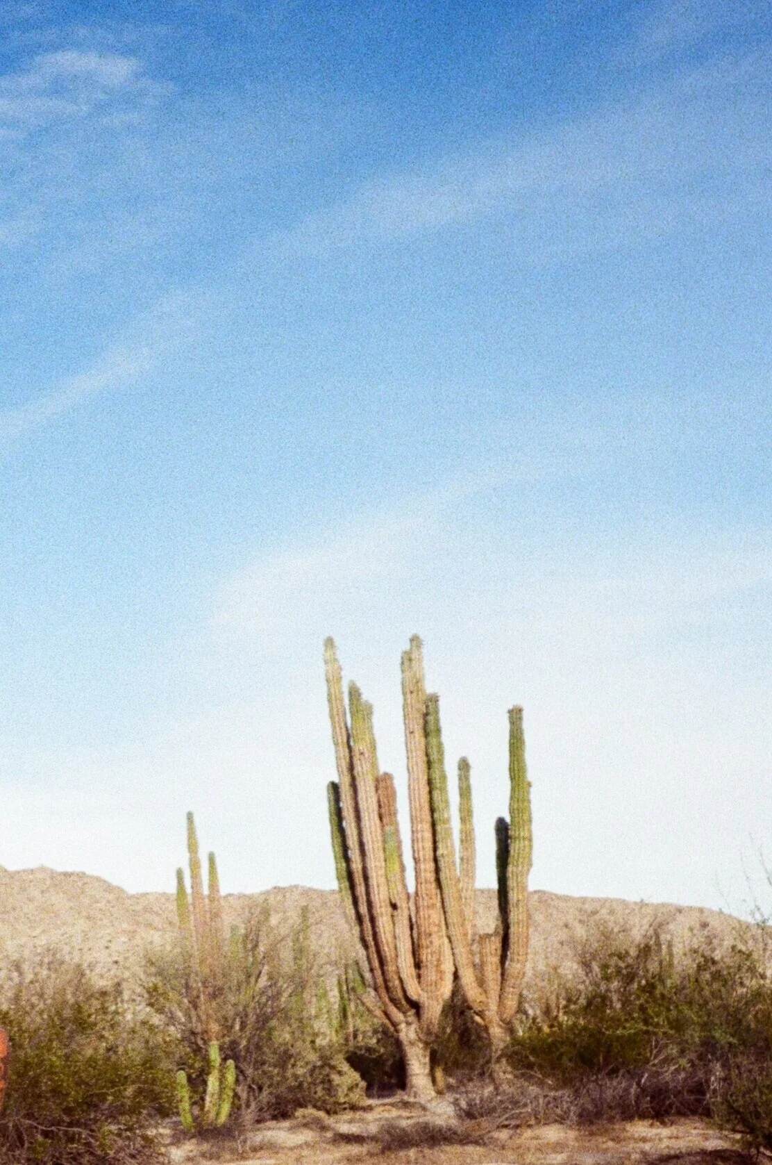 Valle De los Gigantes, Baja California, México