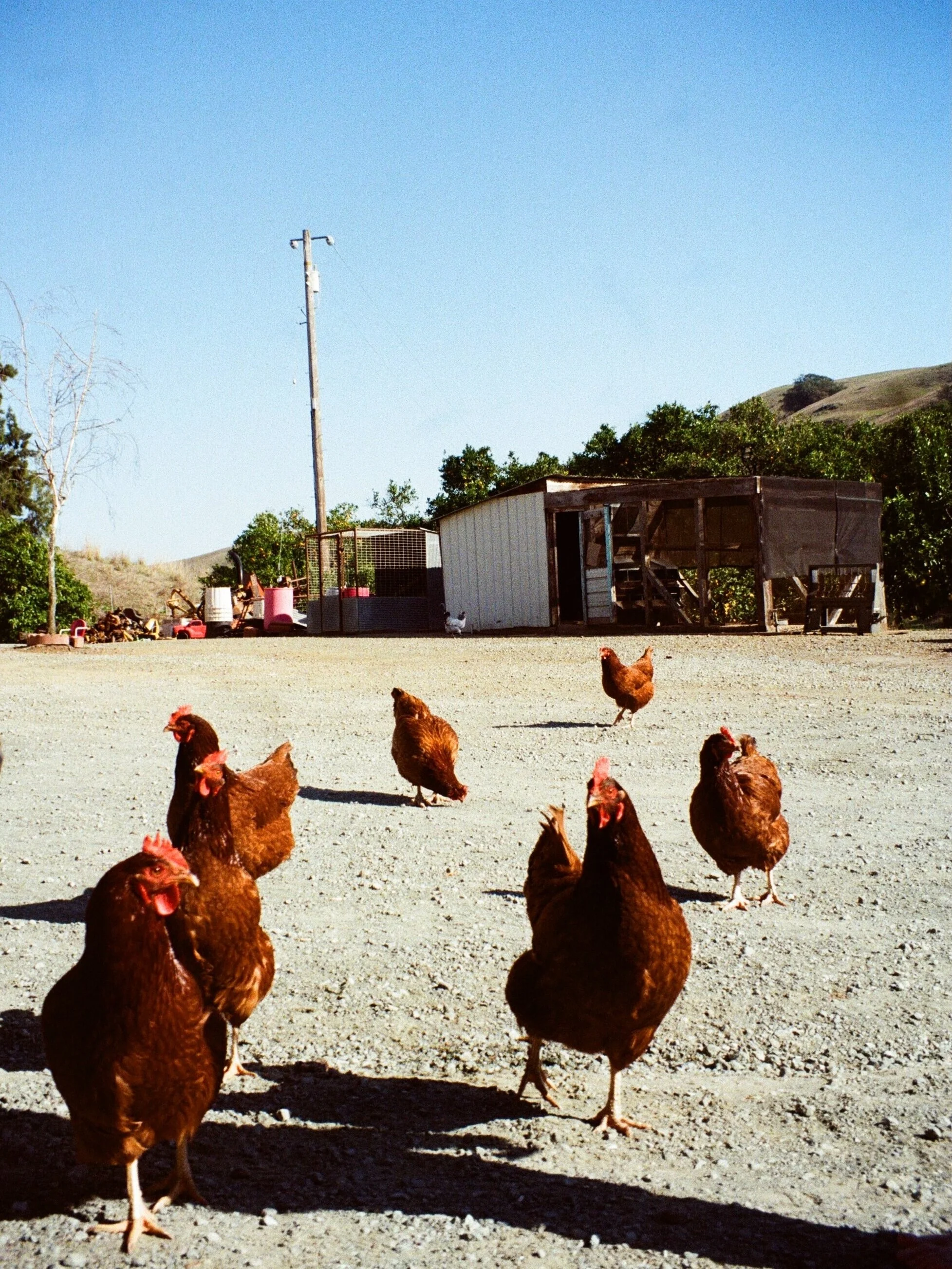 Cambria, California