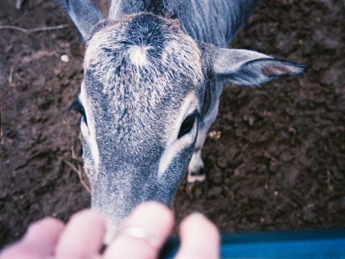 Dripping Springs, Texas