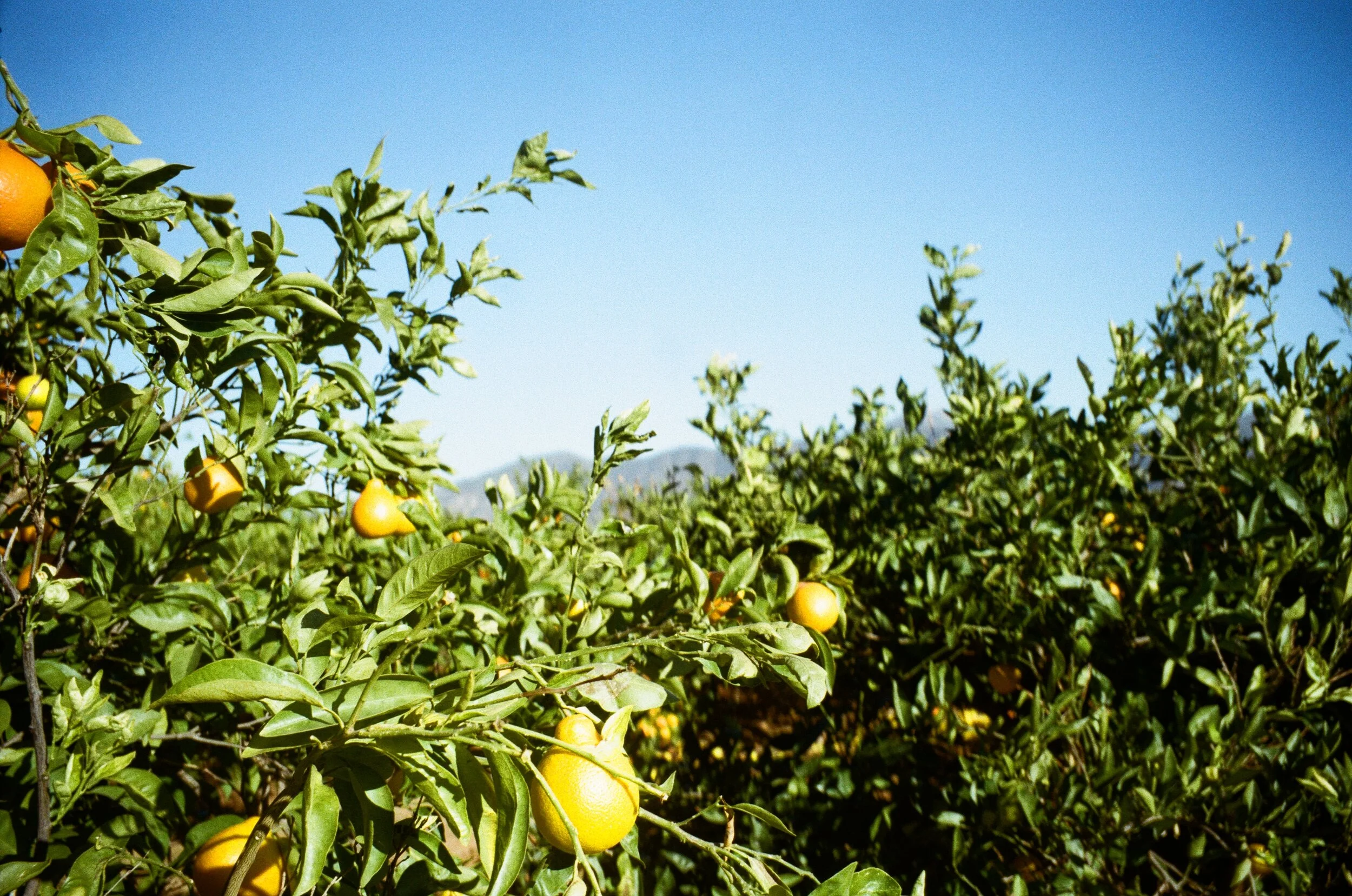 Valle de Guadelupe, Ensenada, Baja California, México