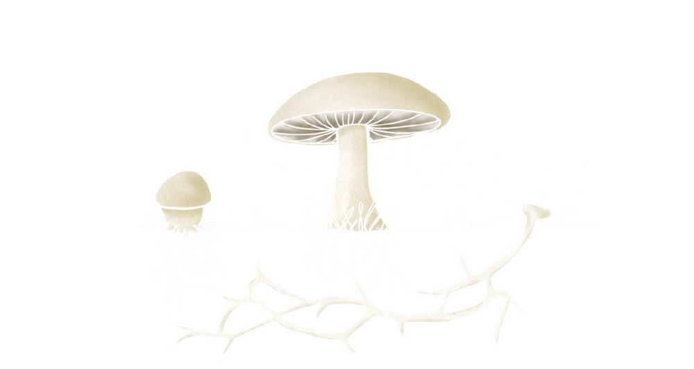 Mycelium 101 — Ecovative