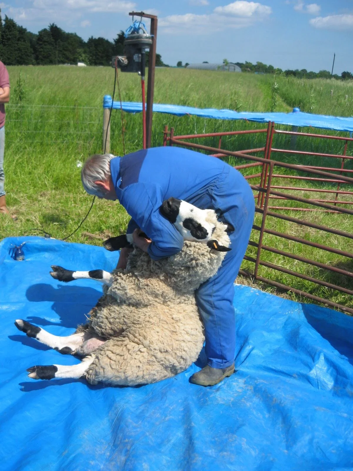 Shearing Jolly Farmer.jpg