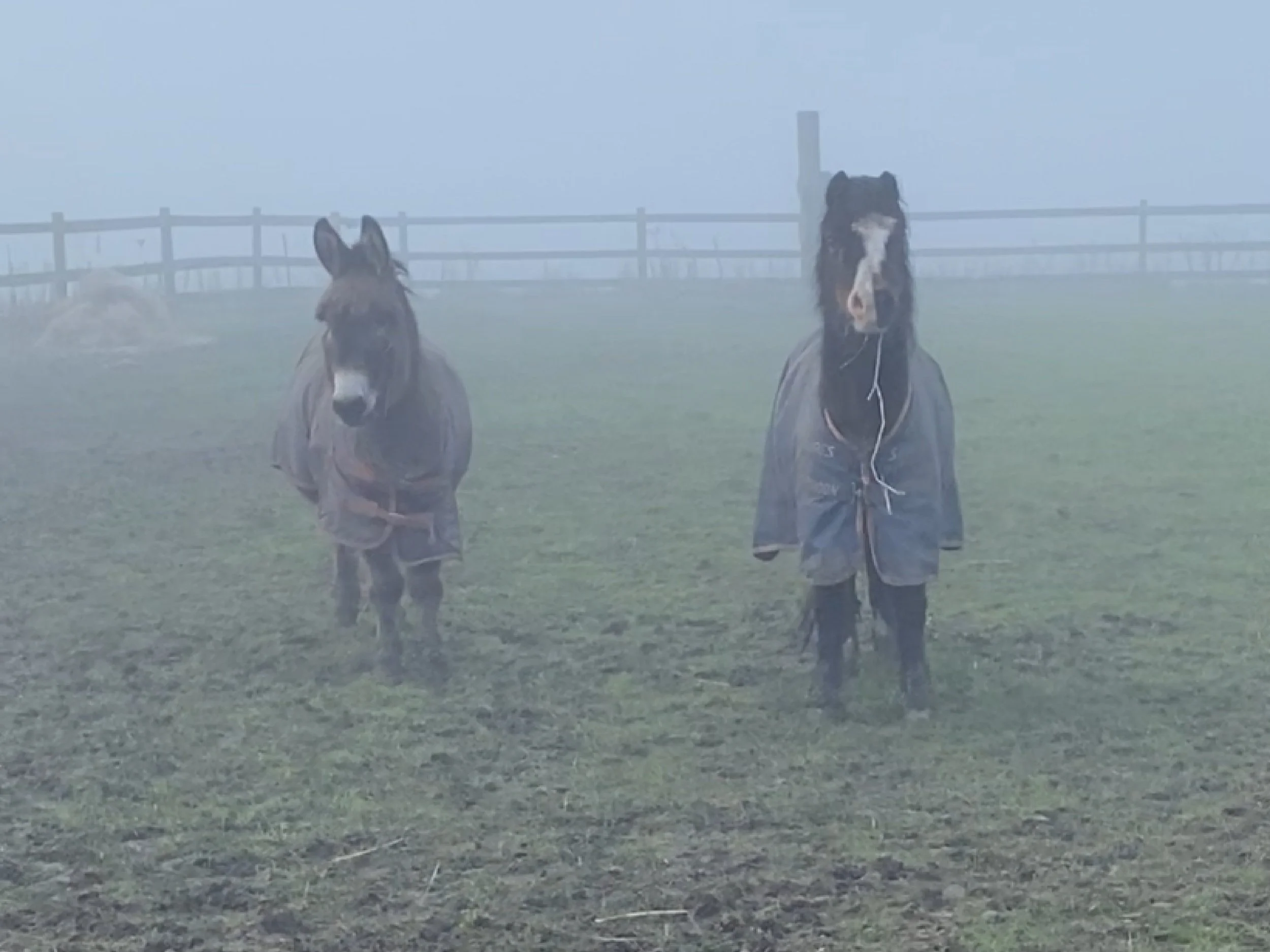 Pink Pig, Fairy Houses and Miniature Donkeys