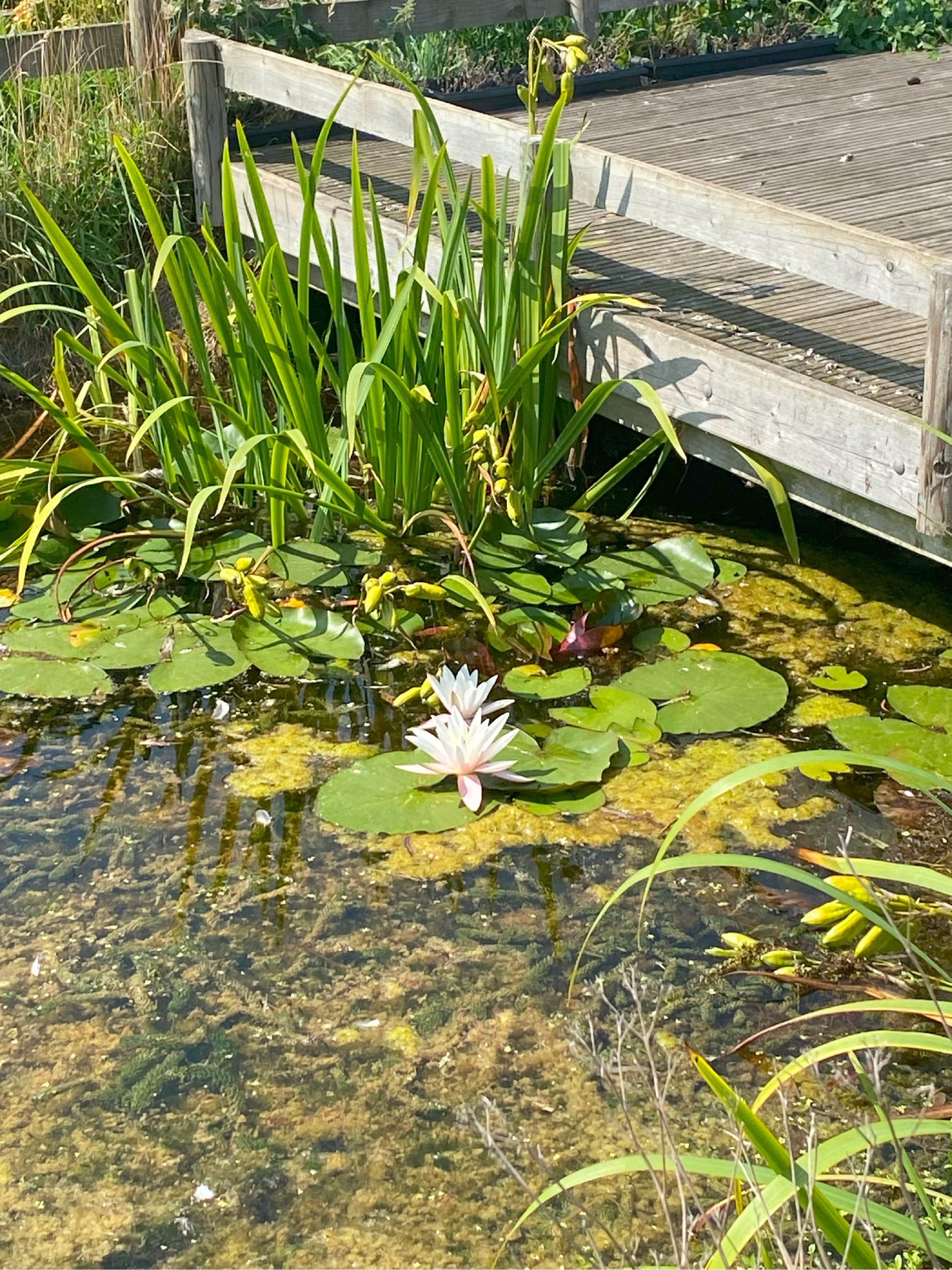 Water_Lily.webp