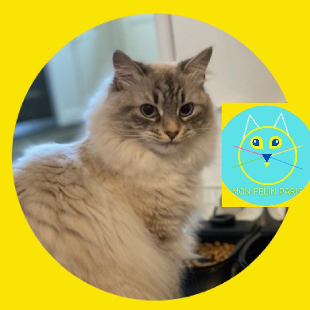 😻La mignonne Rh&eacute;a 🐾!

✨🐾 ☀️Belle journ&eacute;e &agrave; tous ! ☀️🌈✨

Chlo&euml;, consultante en comportement F&eacute;lin🐈 &amp; Cat-sitter professionnelle &agrave; Paris 🐾 😻

#happy #bonjour #monfelinparis #siberiancat #catsittingpari