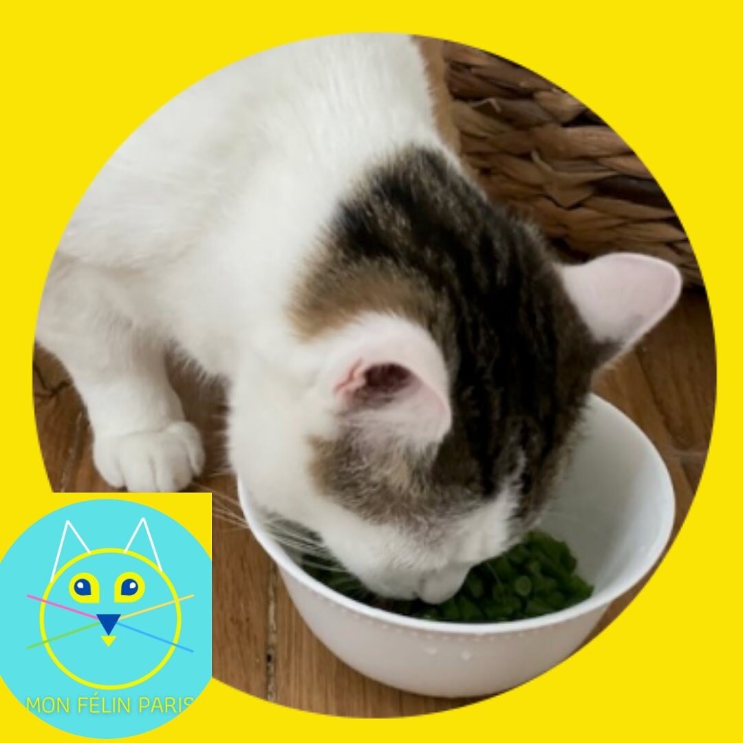 😻Le gourmet Woody 🐾
&amp; ses haricots verts fra&icirc;chement d&eacute;coup&eacute;s !

✨🐾 ☀️Belle journ&eacute;e &agrave; tous ! ☀️🌈✨

Chlo&euml;, consultante en comportement F&eacute;lin🐈 &amp; Cat-sitter professionnelle &agrave; Paris 🐾 😻
