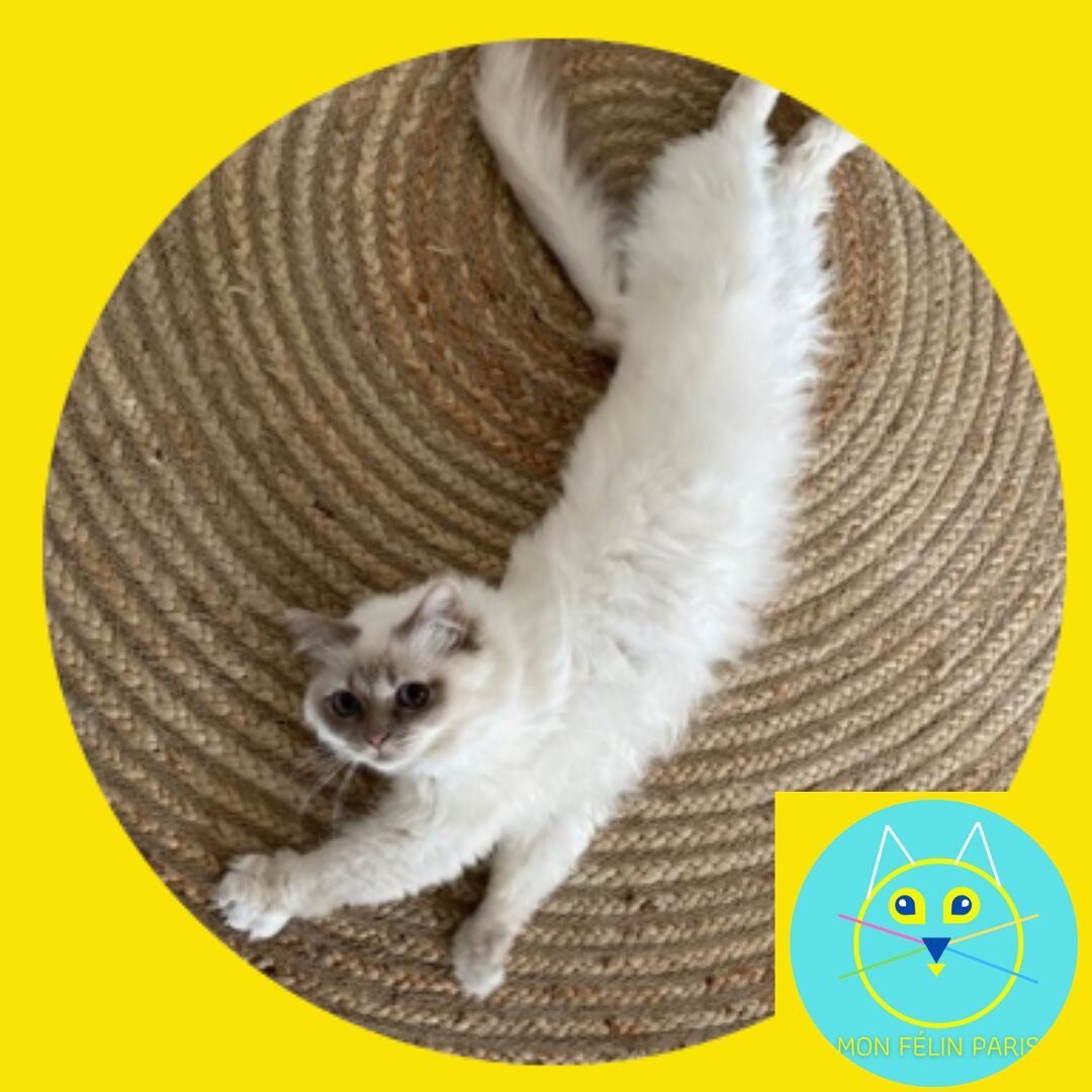 😻Streching &amp; ronrons pour la douce Jedi 😺, apr&egrave;s s&eacute;ance de jeu avec son plumeau 🐾!

✨🐾 ☀️Belle journ&eacute;e &agrave; tous ! ☀️🌈✨

Chlo&euml;, consultante en comportement F&eacute;lin🐈 &amp; Cat-sitter professionnelle &agrave