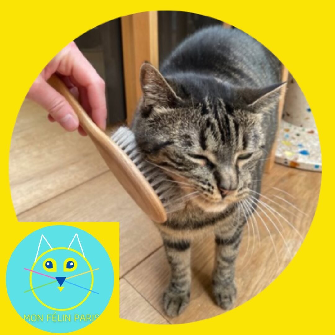 😻Brossage et Ronrons pour la belle Tschaam🐾!

🐈

✨🐾 ☀️Belle journ&eacute;e &agrave; tous ! ☀️🌈✨

Chlo&euml;, consultante en comportement F&eacute;lin🐈 &amp; Cat-sitter professionnelle &agrave; Paris 🐾 😻

#happy #bonjour #monfelinparis #catsit