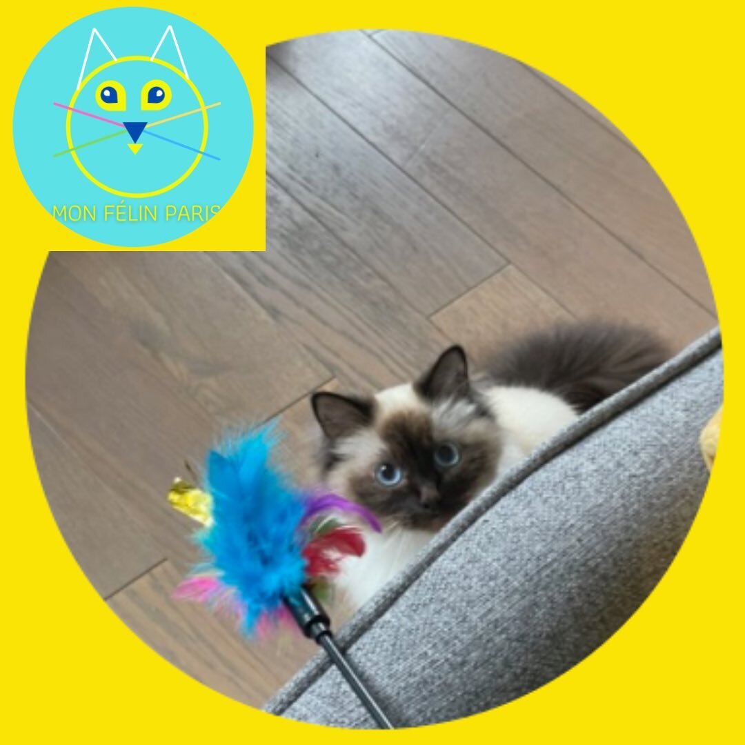 😻La belle Plume parmi les plumes, tr&egrave;s int&eacute;ress&eacute;e par le plumeau 🐾!

✨🐾 ☀️Belle journ&eacute;e &agrave; tous ! ☀️🌈✨

Chlo&euml;, consultante en comportement F&eacute;lin🐈 &amp; Cat-sitter professionnelle &agrave; Paris 🐾 😻