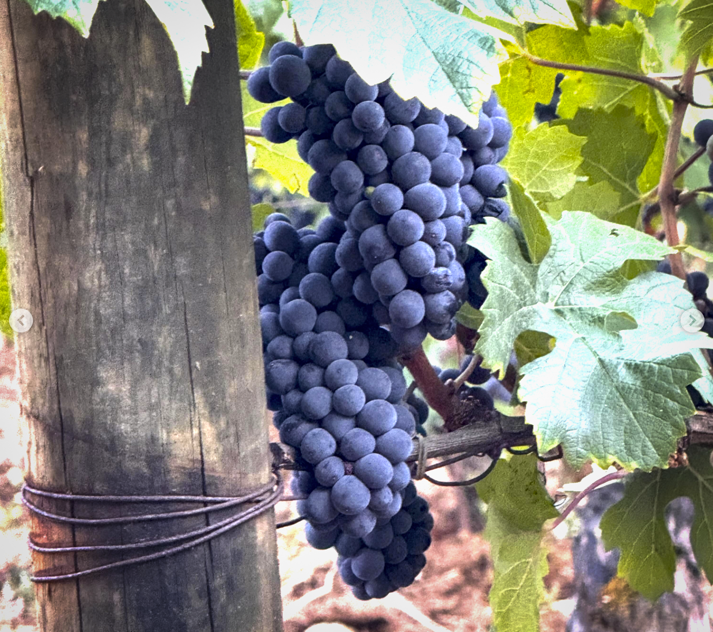 8 Days in Burgundy