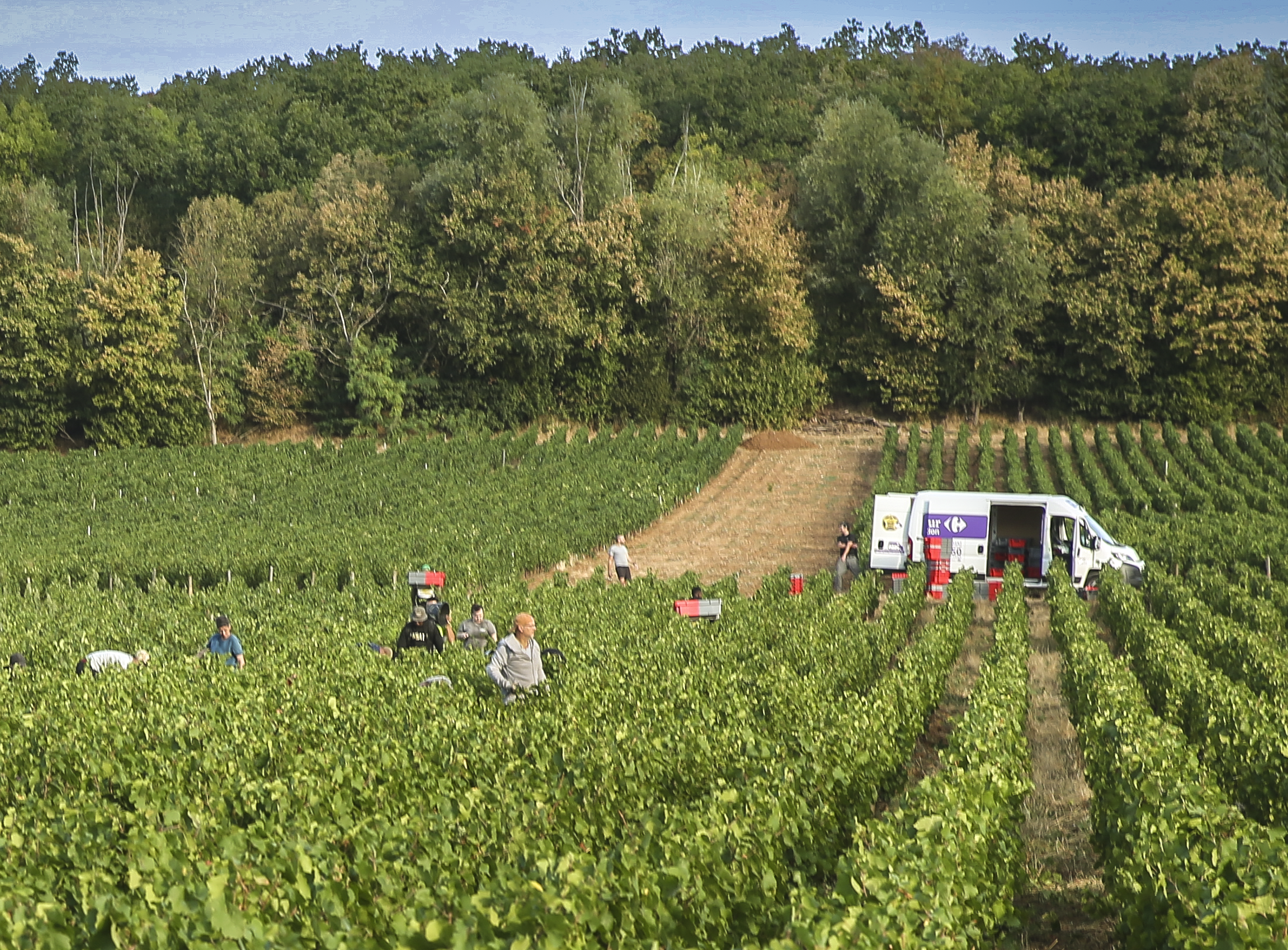 Burgundy’s Earliest Harvest Ever
