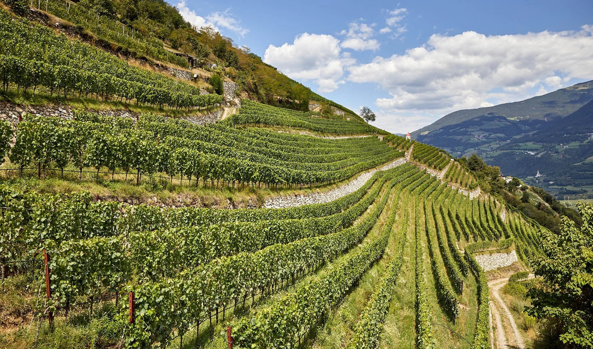 Adventures in Italian Wine