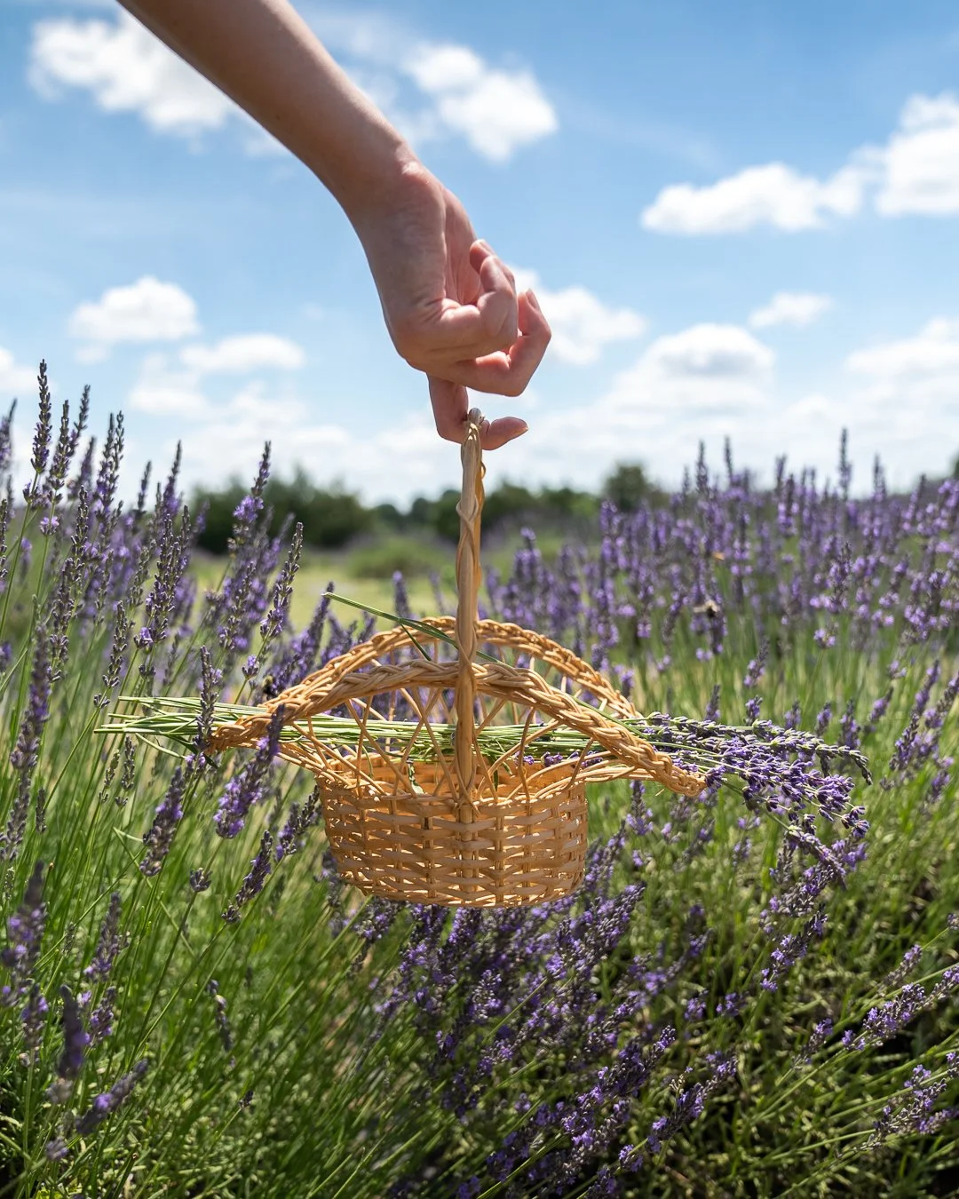 Lavender-web-5.jpg