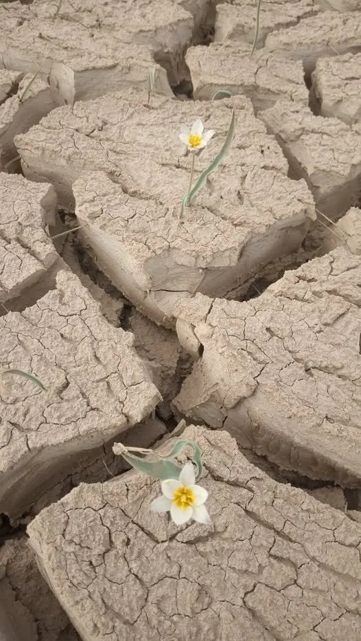 Courtesy Oktyabr Dospanov