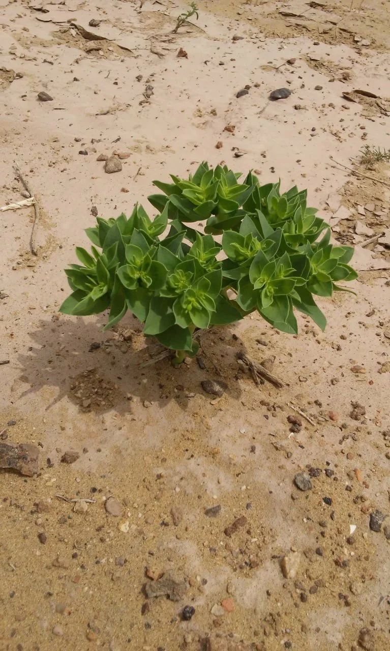 Ferula, courtesy Oktyabr Dospanov