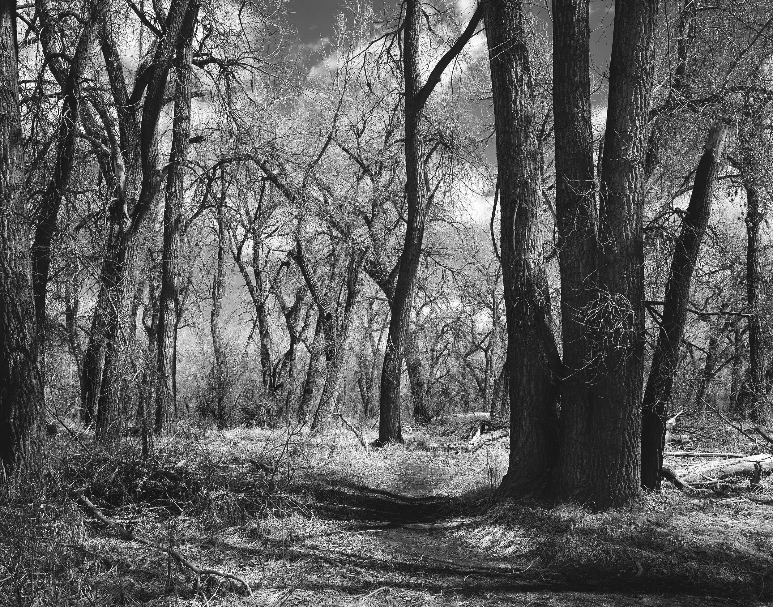 "A Path in Passing" (2017)