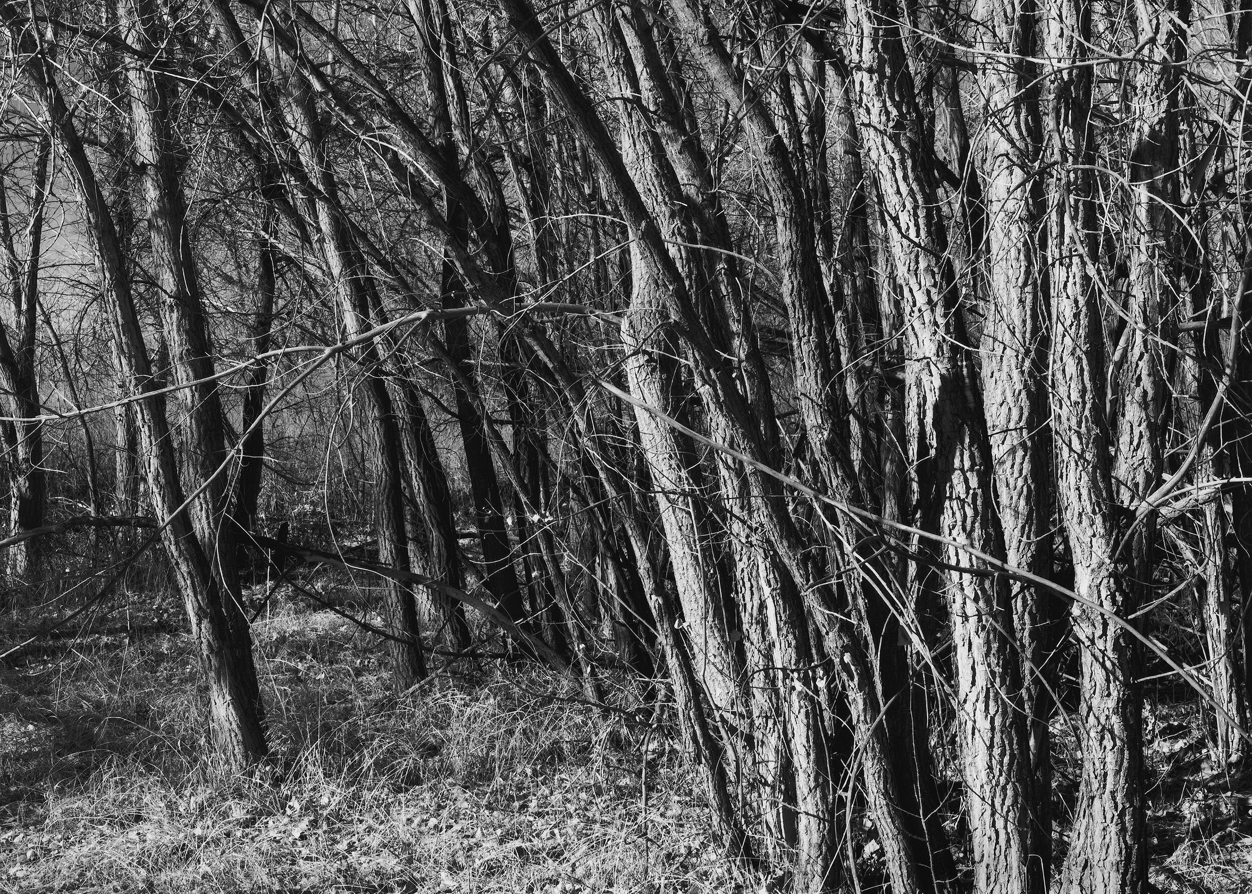 "Young Cottonwoods" (2006)