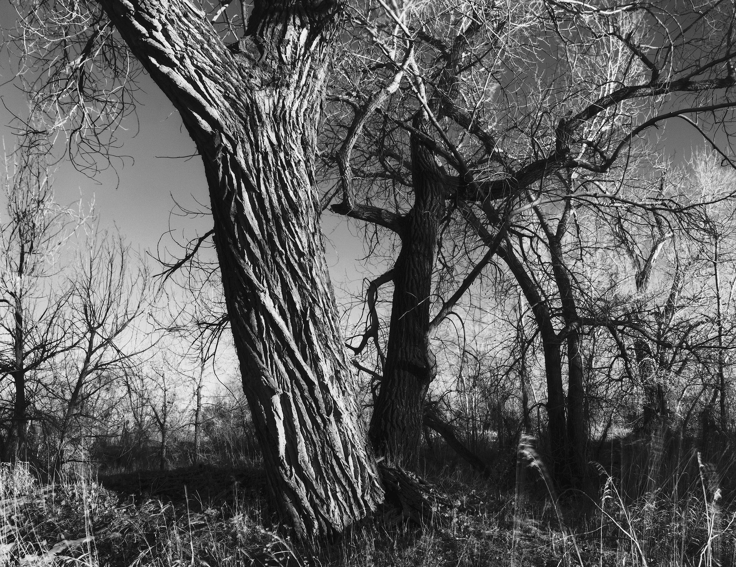 "Dancing Trees" (2006)