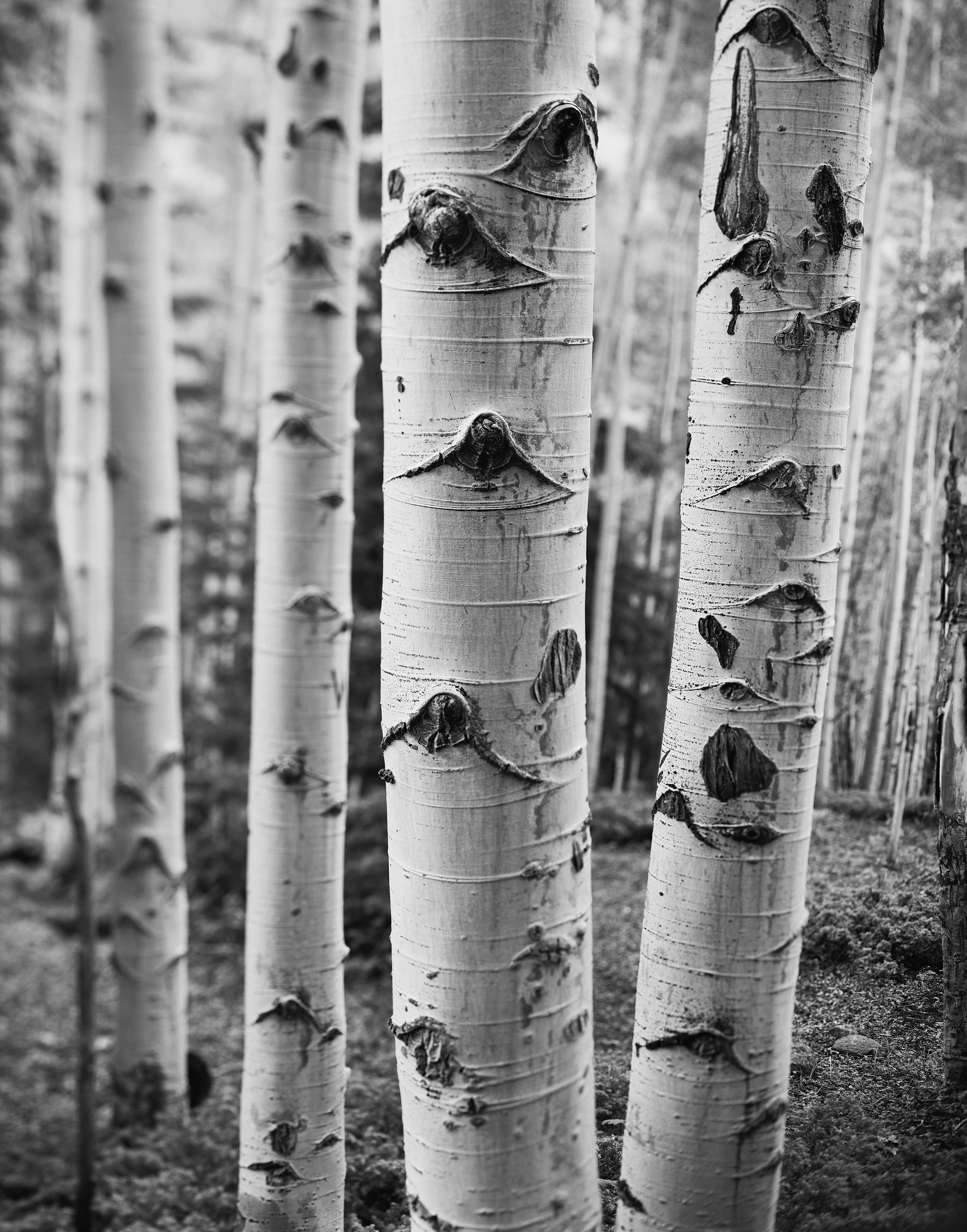 "The Forest has Eyes" (2016)