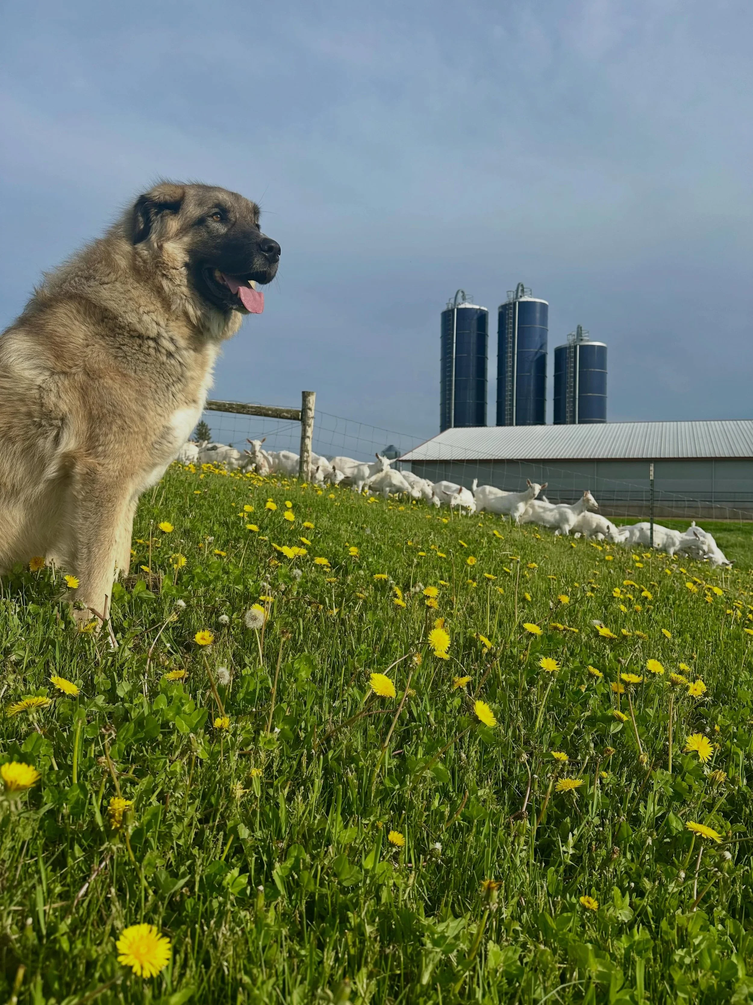 Louie watching his flock. You may recognize him from the #truffleshuffle label