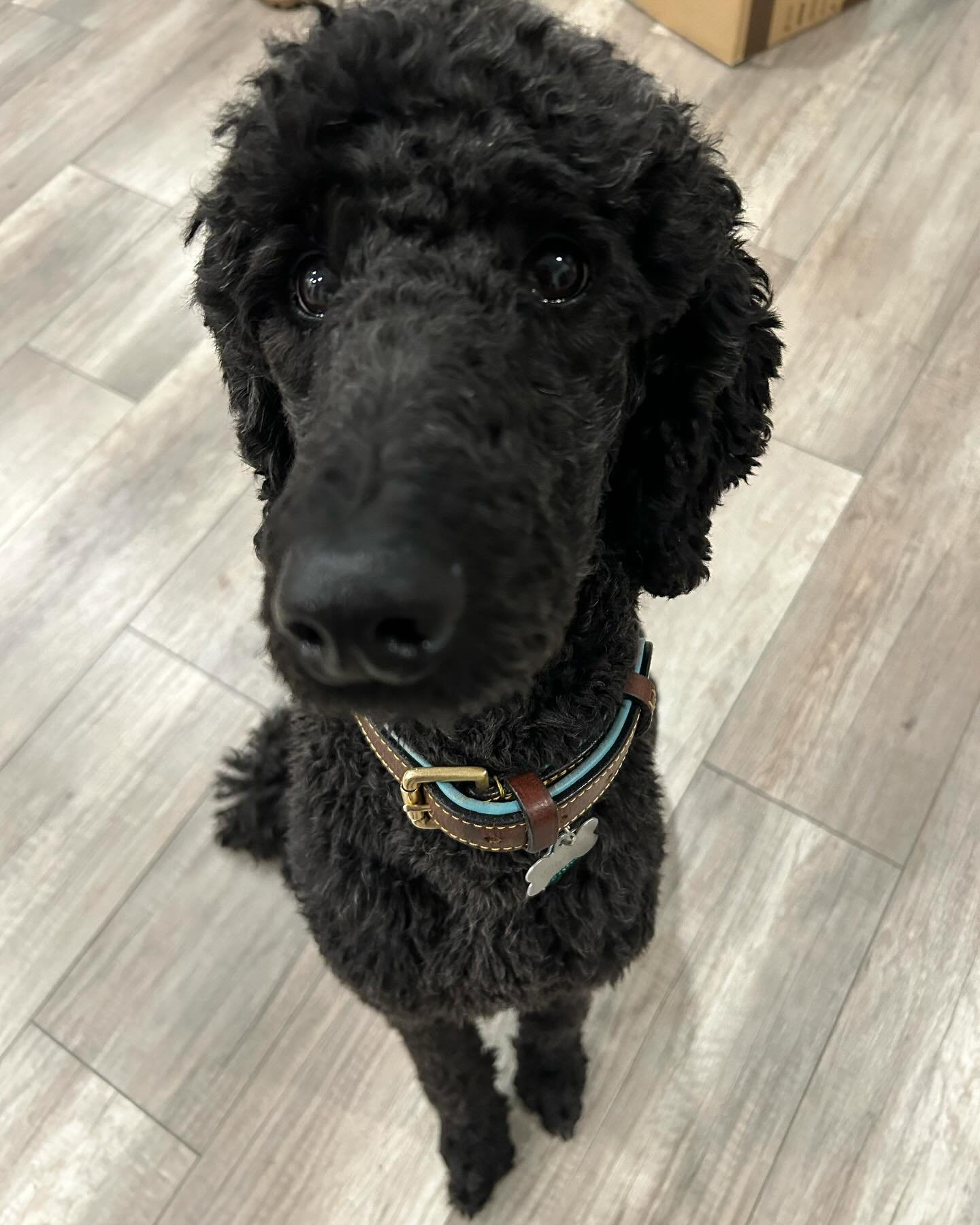 Happy Birthday to the one and only spoo that made me a mom! Love you Willow Wonka Bear! #willowbear #willow #standardpoodlesofinstagram #birthdaygirl #dogmom #dog #wonka