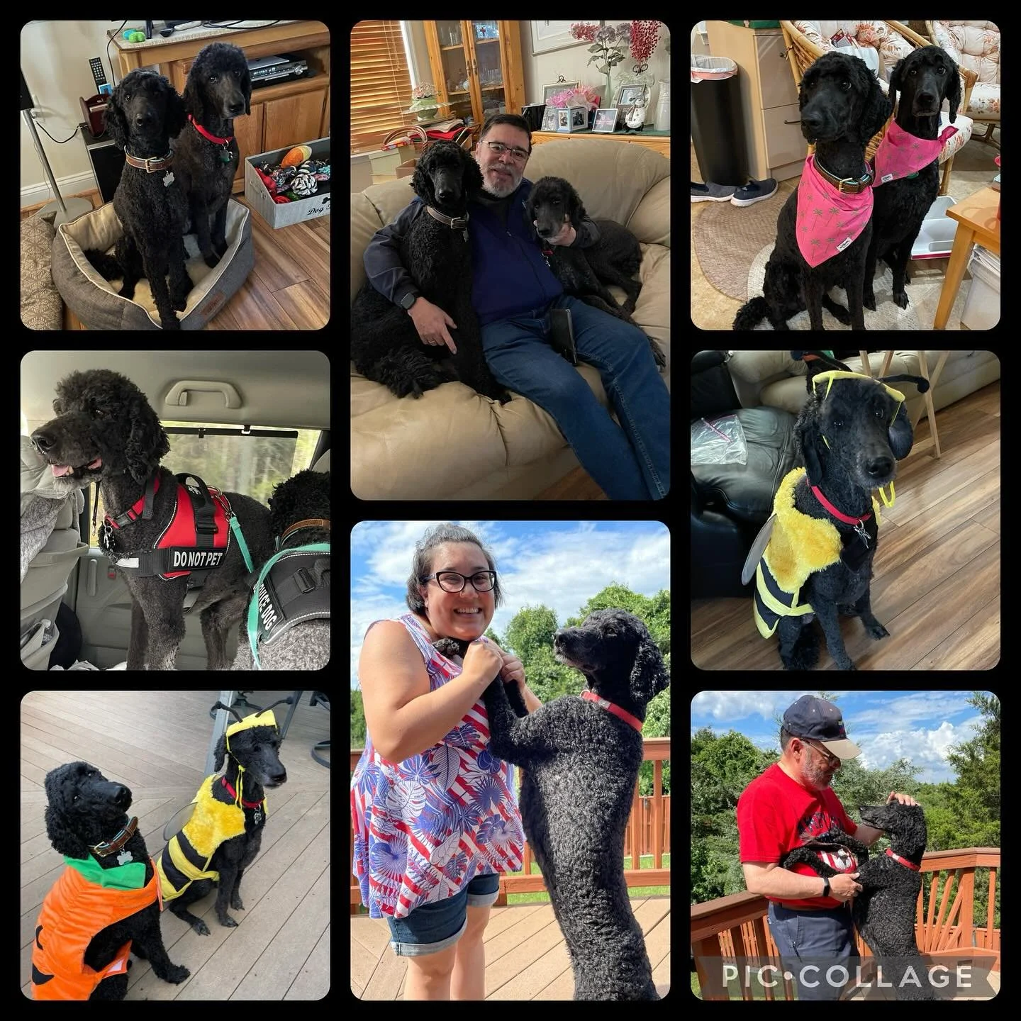 Our family lost miss Natasha today, she was 7 years old. Willow said good by to her buddy but is confused as to where she is. Please pray for our family. Rest in peace Natasha, we miss you!
#natasha #poodlesofinstagram #buddies #restinpeace