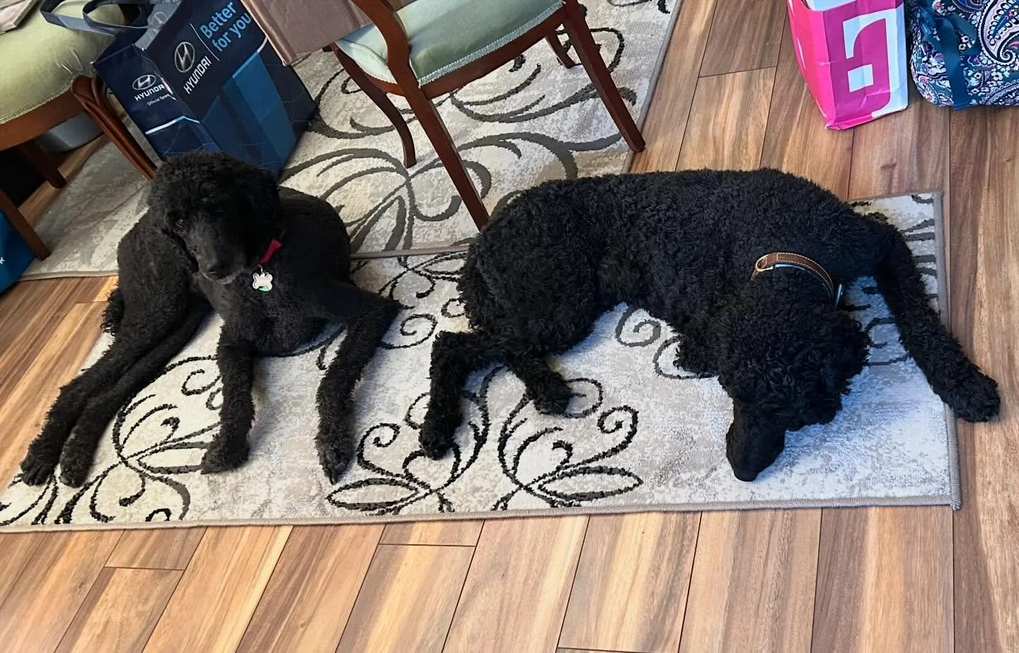 Happy Thanksgiving from the Sanchez family. As you can see our girls are turkey out. #poodlegirls #willowbear #natashajosephina #thanksgiving #turkey #afternoonnap