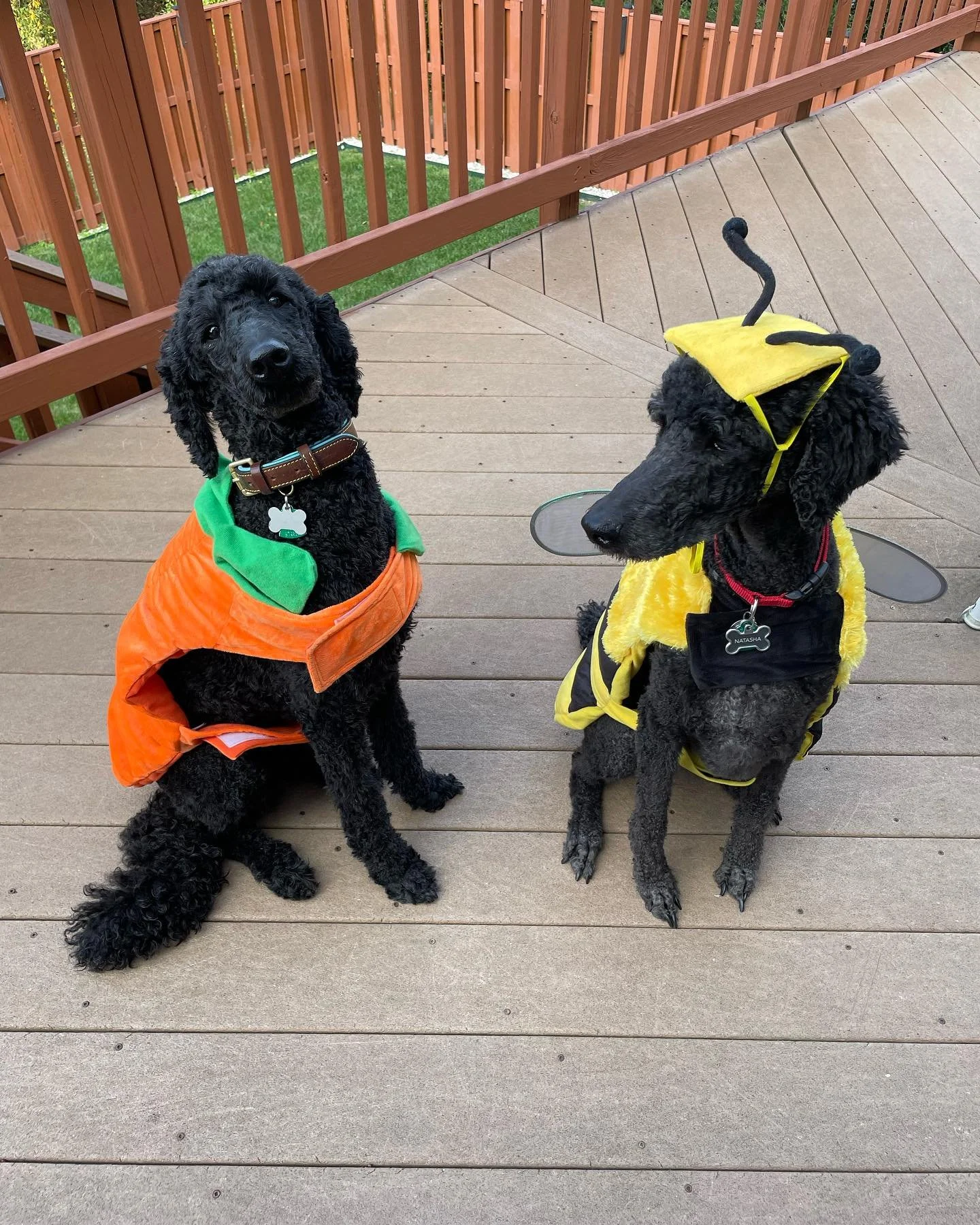 Happy Halloween from the S&aacute;nchez poodle girls! #poodlegirls #halloween #costumes #dogsofinstagram #costumefun #pumpkins #bumblebees