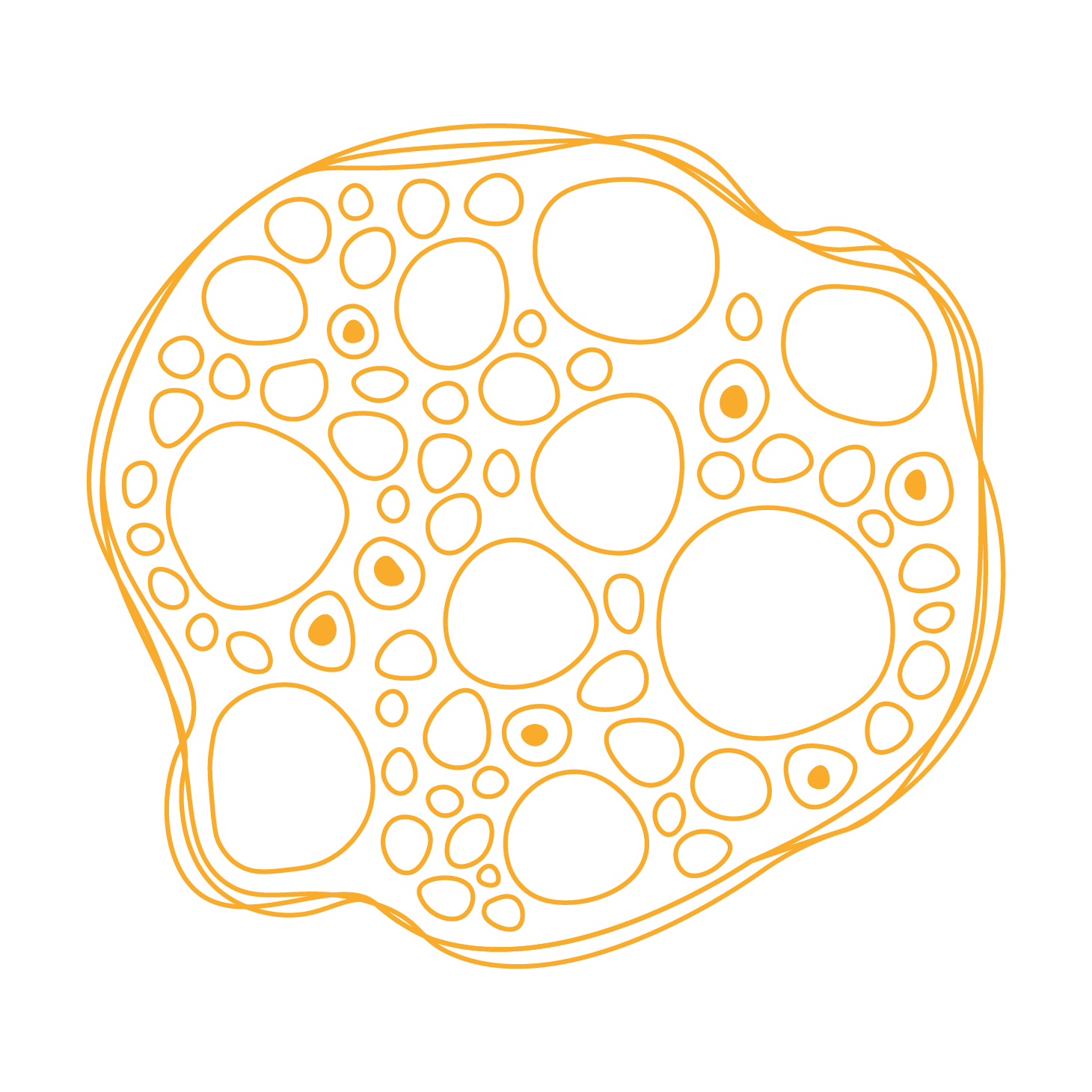Illustration of a plant stem cross-section with various circular structures representing cells, lines indicating cell walls, in orange on a black background.