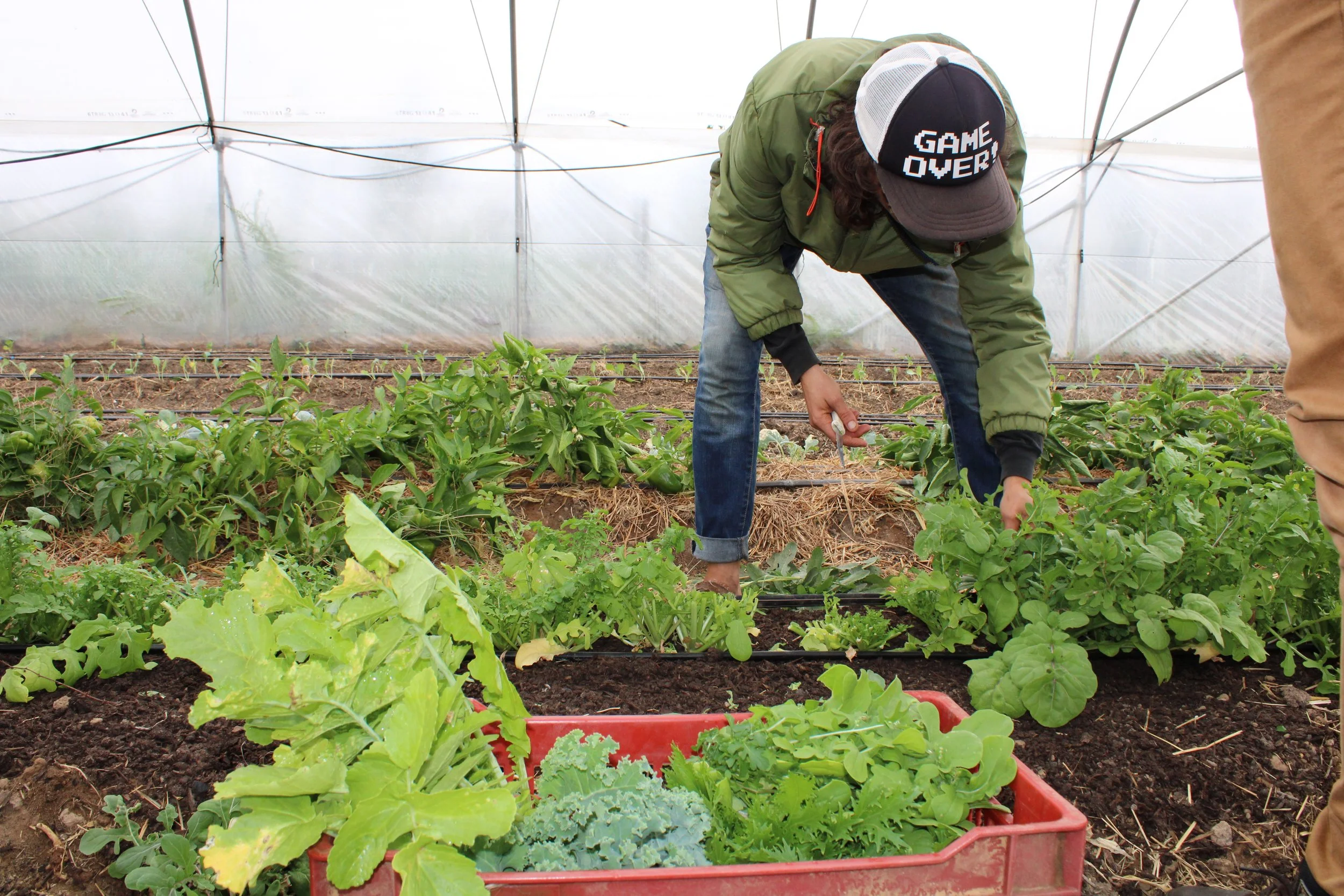 Person wearing a cap that says "GAME OVER" harvesting vegetables in a greenhouse. There are green plants and a red container filled with leafy greens and other vegetables in the foreground.
