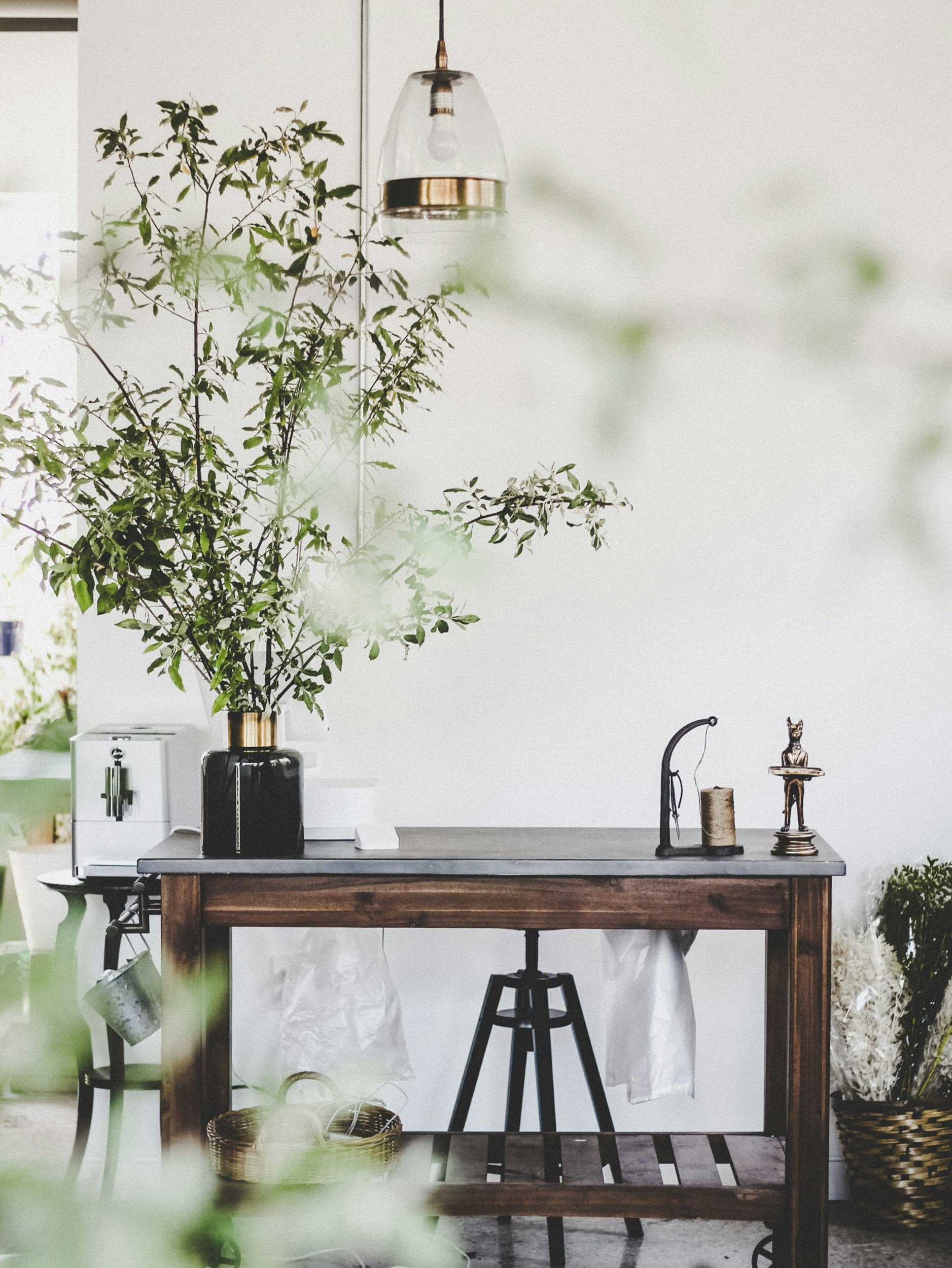 wooden table against white wall with tall potted tree that has small leaves.
