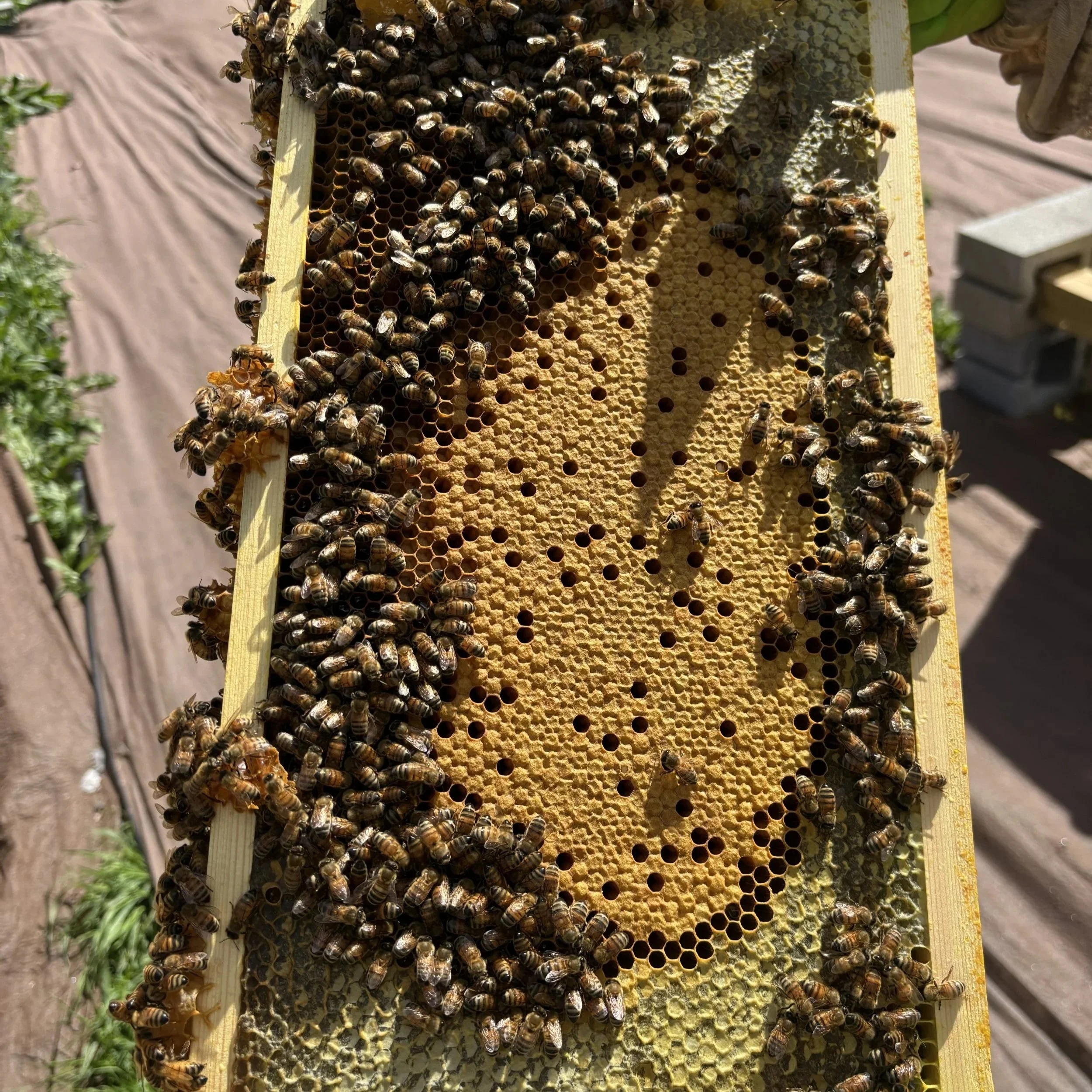 A photo of one of the trays from our honeybee hives with around 100 bees on it making honey and wax.
