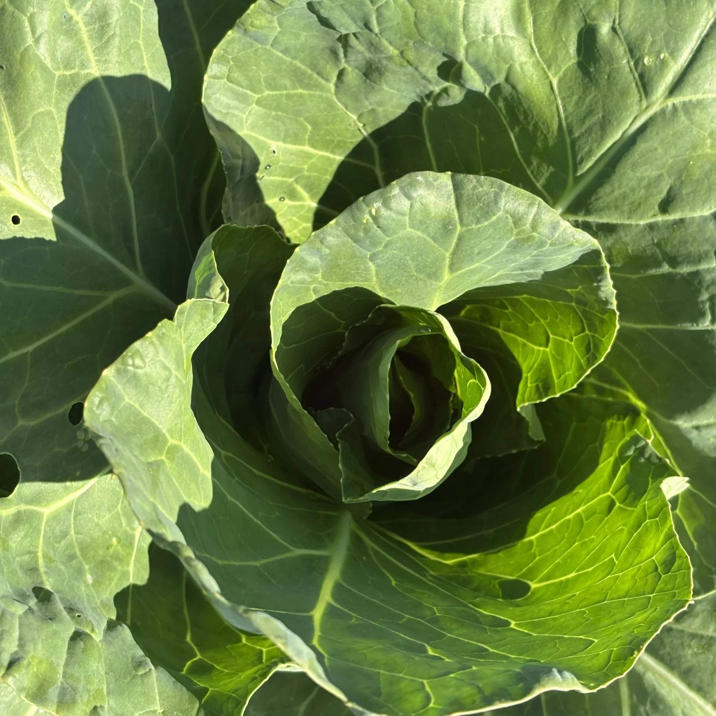 closeup photo of the leaves of a green cabbage head growing in the field at Black Water Acres.