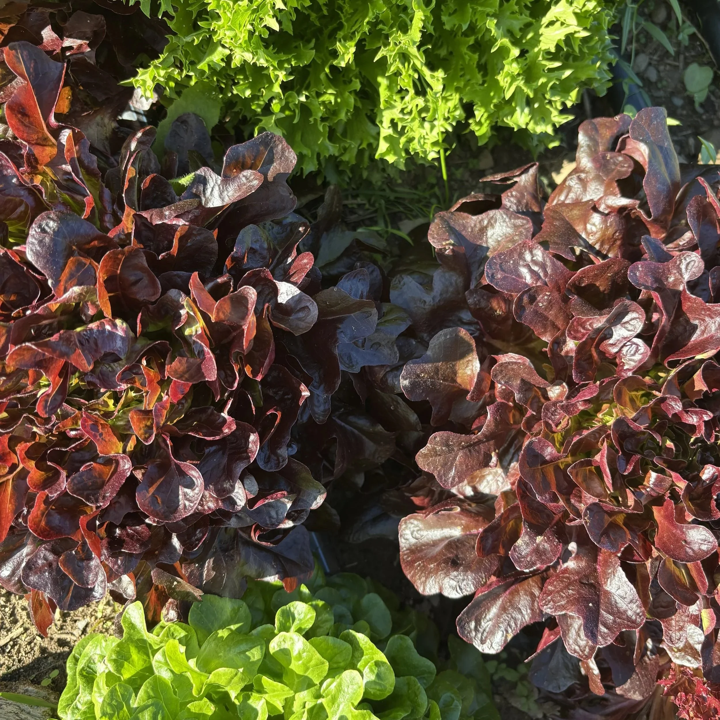 Photo of various kinds of artisanal lettuces in colors of green and a reddish brown in the ground.