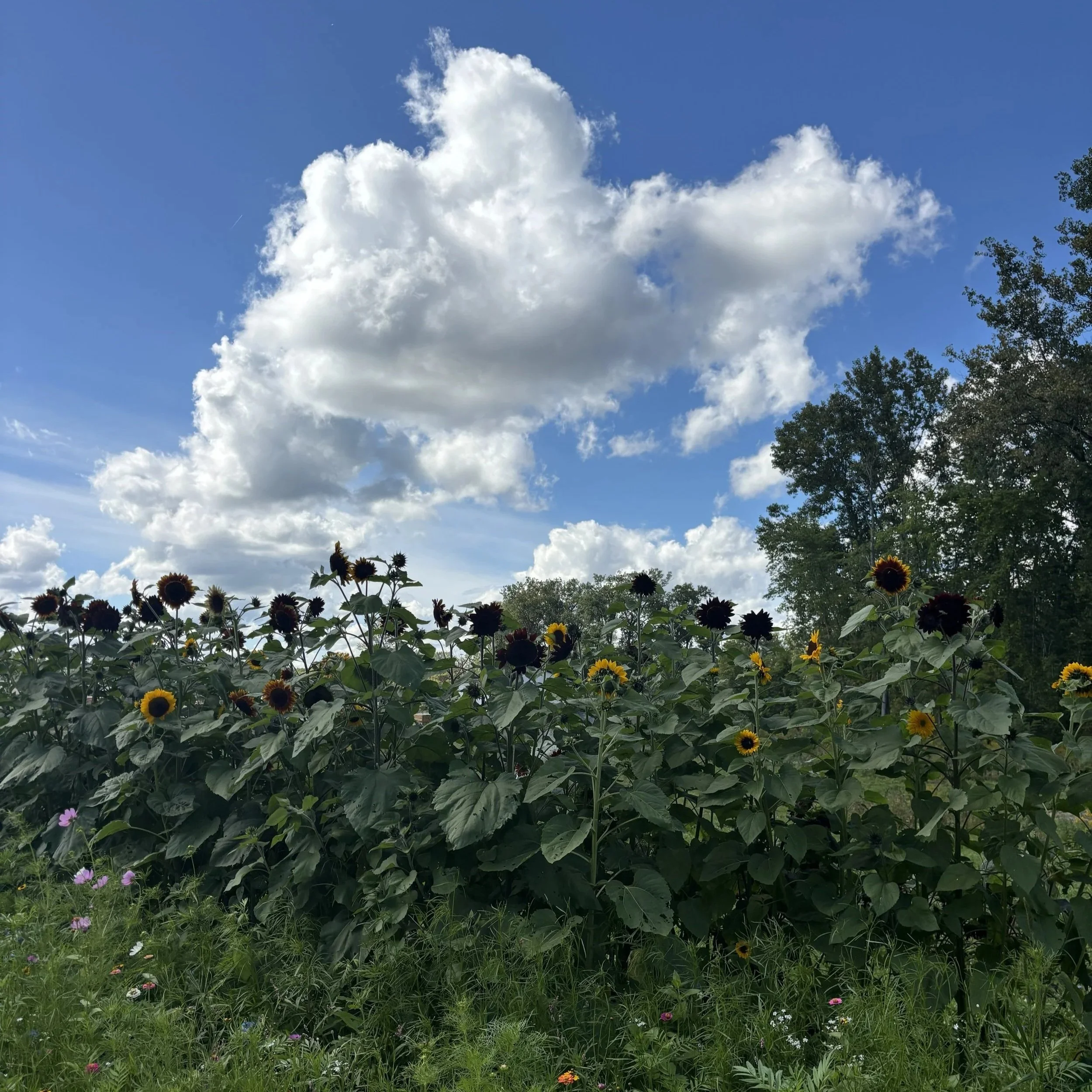 Photo of the sunflower field at Black Water Acres with a bright blue sky and white puffy clouds.