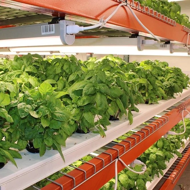Picture of a container farm with multiple trays of herbs and lettuces growing in a hydroponic setting with led grow lights.