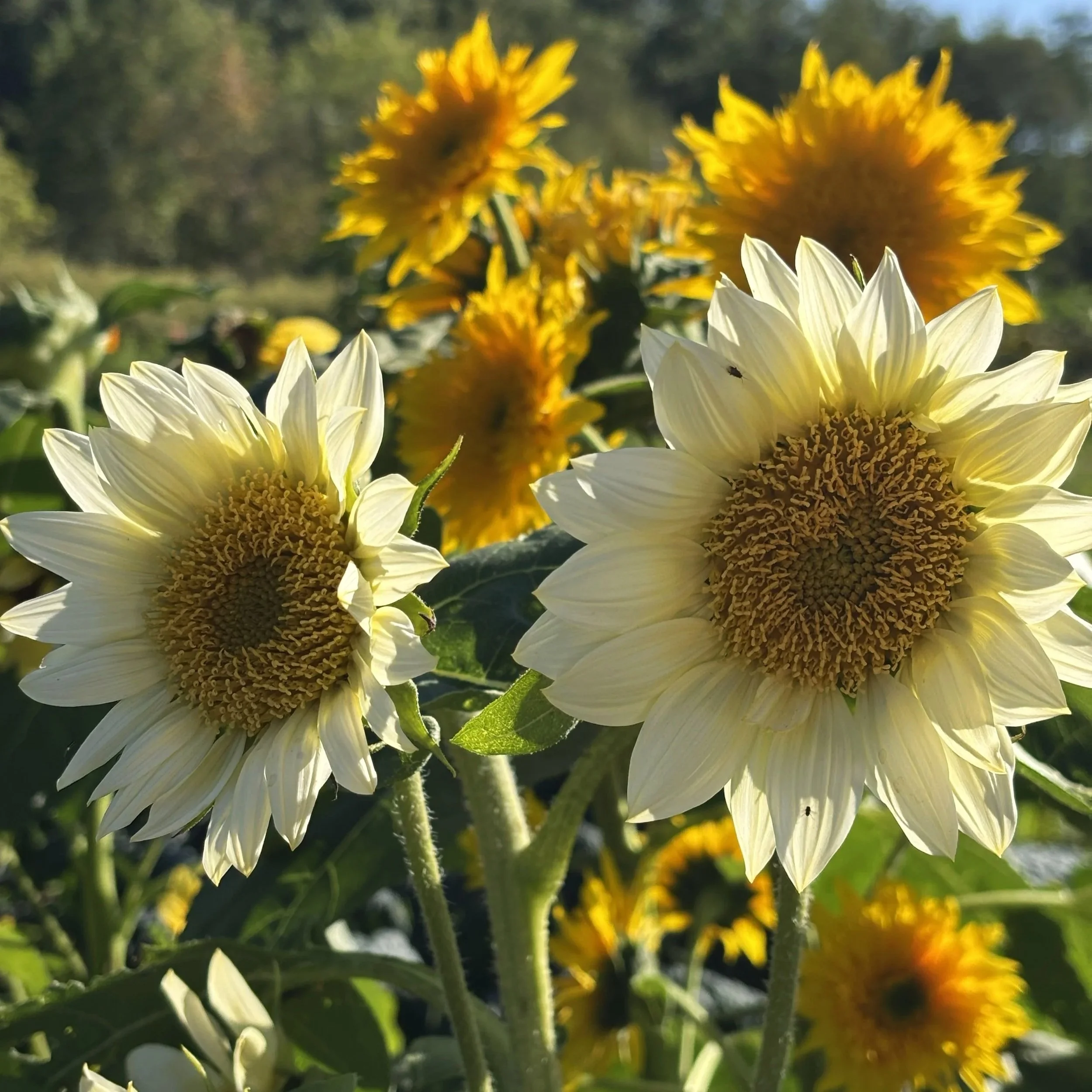 Photo of light yellow and darker yellow sunflowers in the garden at Black Water Acres catching the sunlight in the early afternoon.