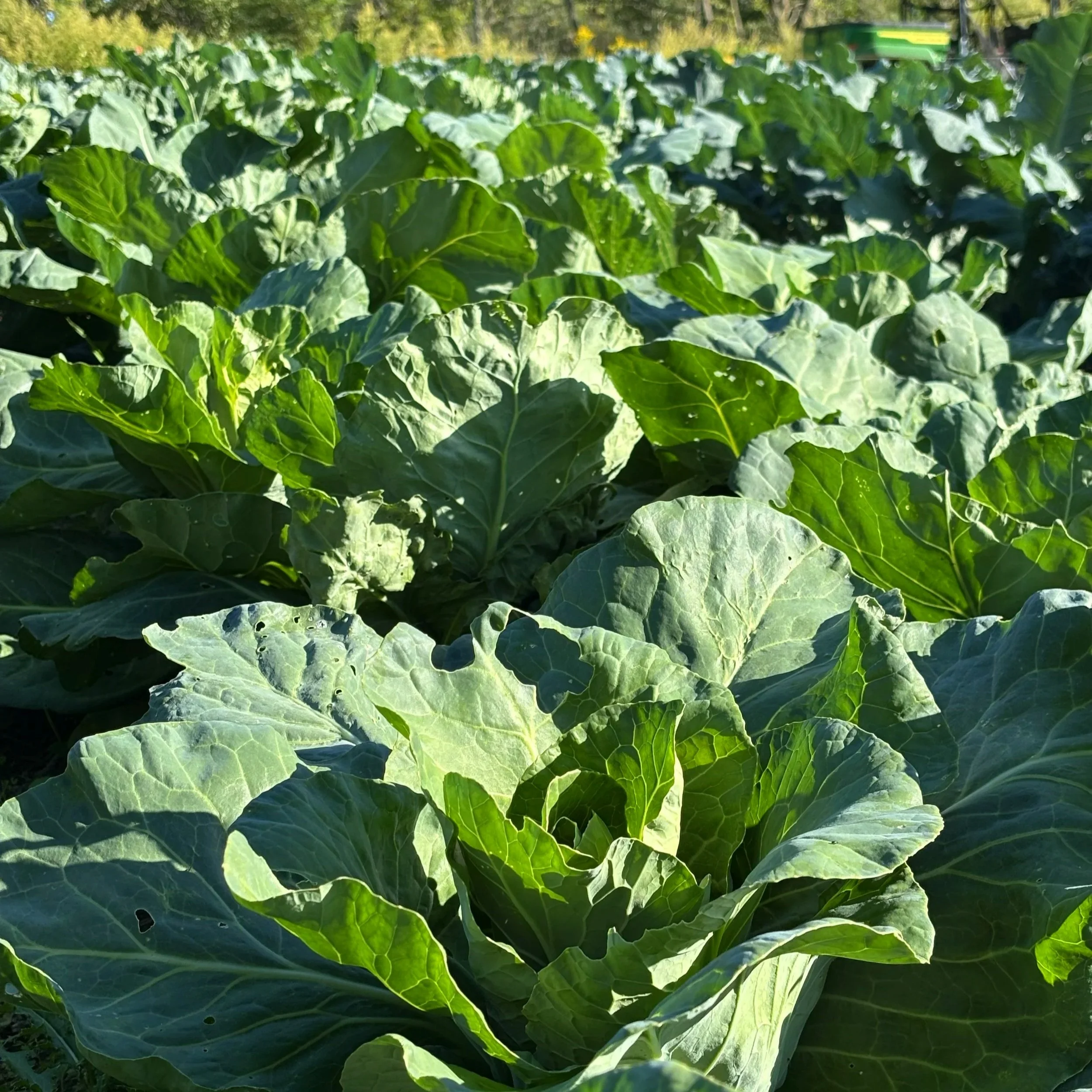 Photo of multiple green cabbage plants in a field at Black Water Acres