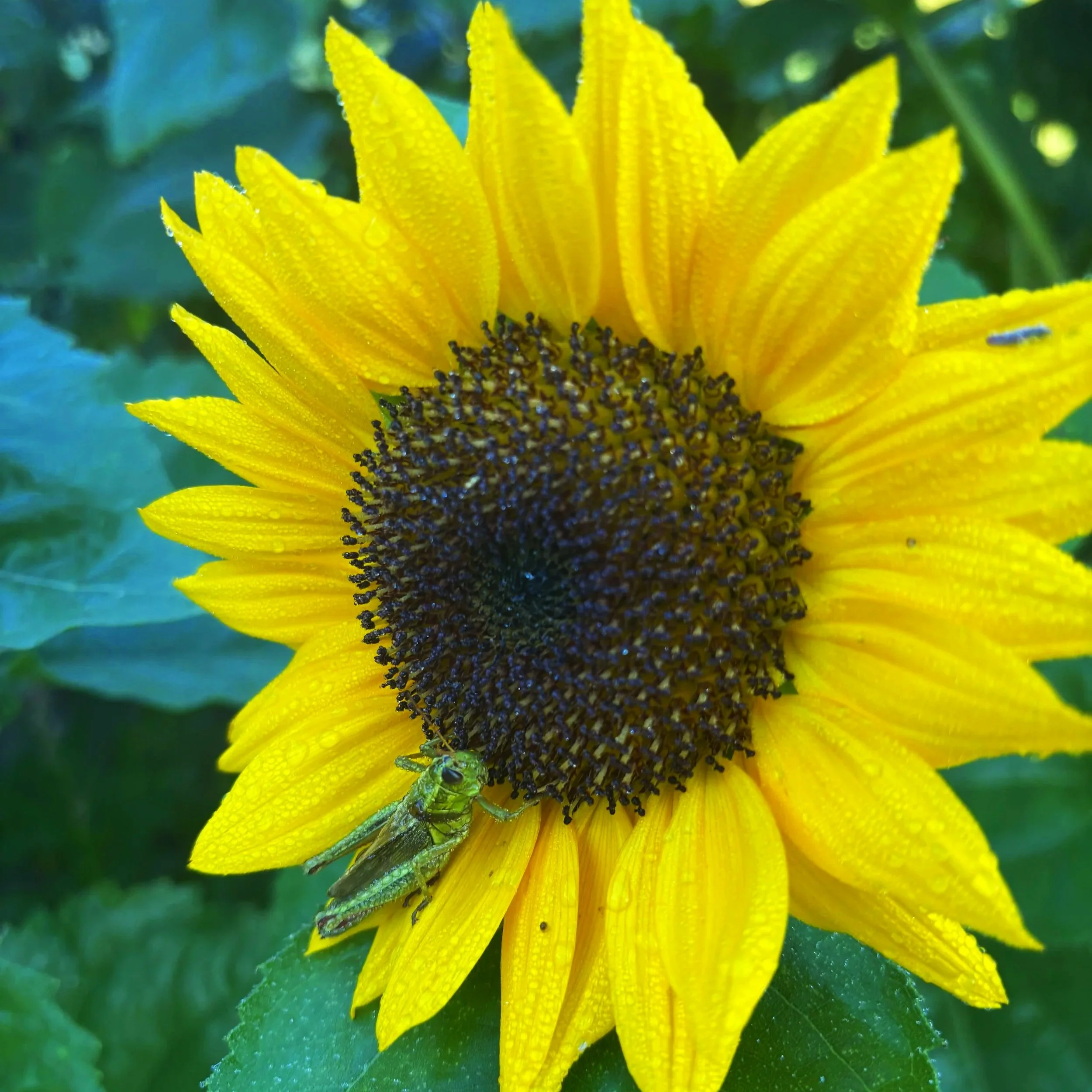 Photo of a green grasshopper sitting on a yellow sunflower with dew on it at Black Water Acres farm.