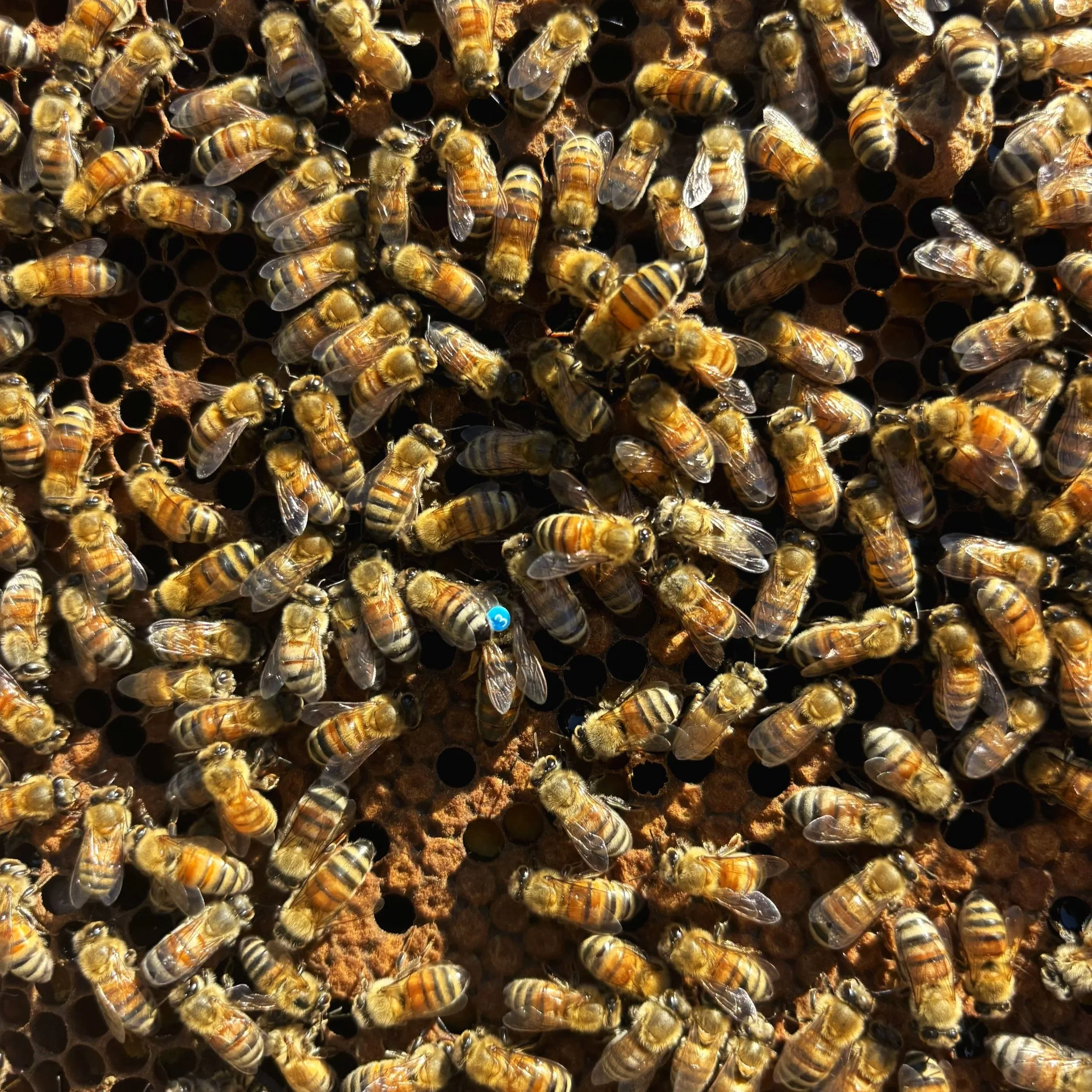 Photo of many honeybees on a tray. The queen bee has a blue dot on her and is easily spotted among the other worker bees. This is one of the trays from our hives at Black Water Acres.