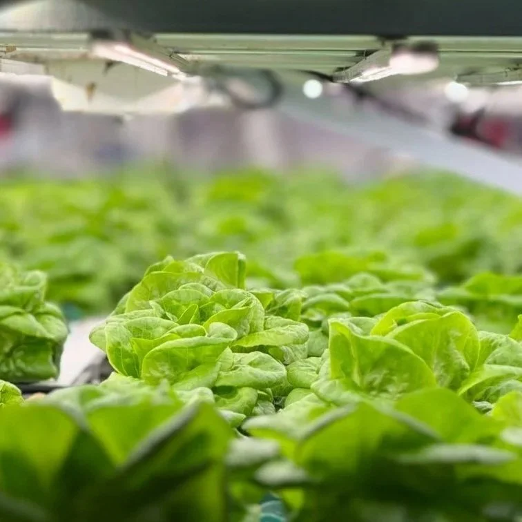 lettuce grow operation in hydroponic container farm