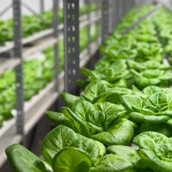 Photo of container farm inside with rows of lettuces growing under led lights in a hydroponic controlled environment.